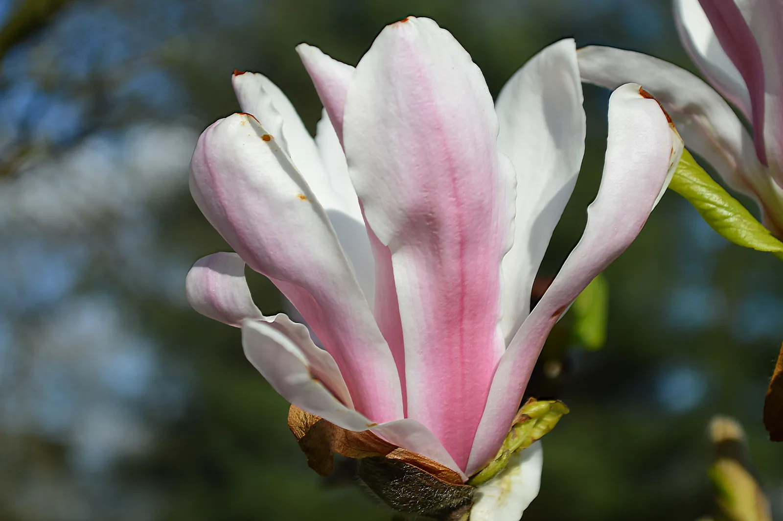 Praktmagnolia - bild 5