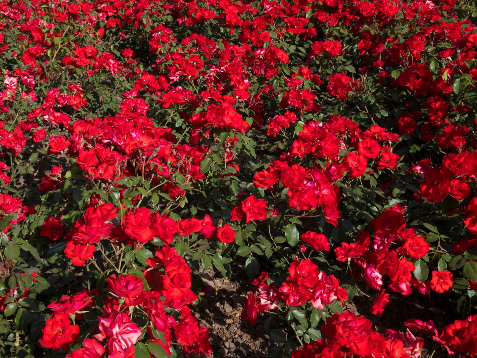 Floribundaros LA SEVILLANA ('Meigekanu') - bild 4