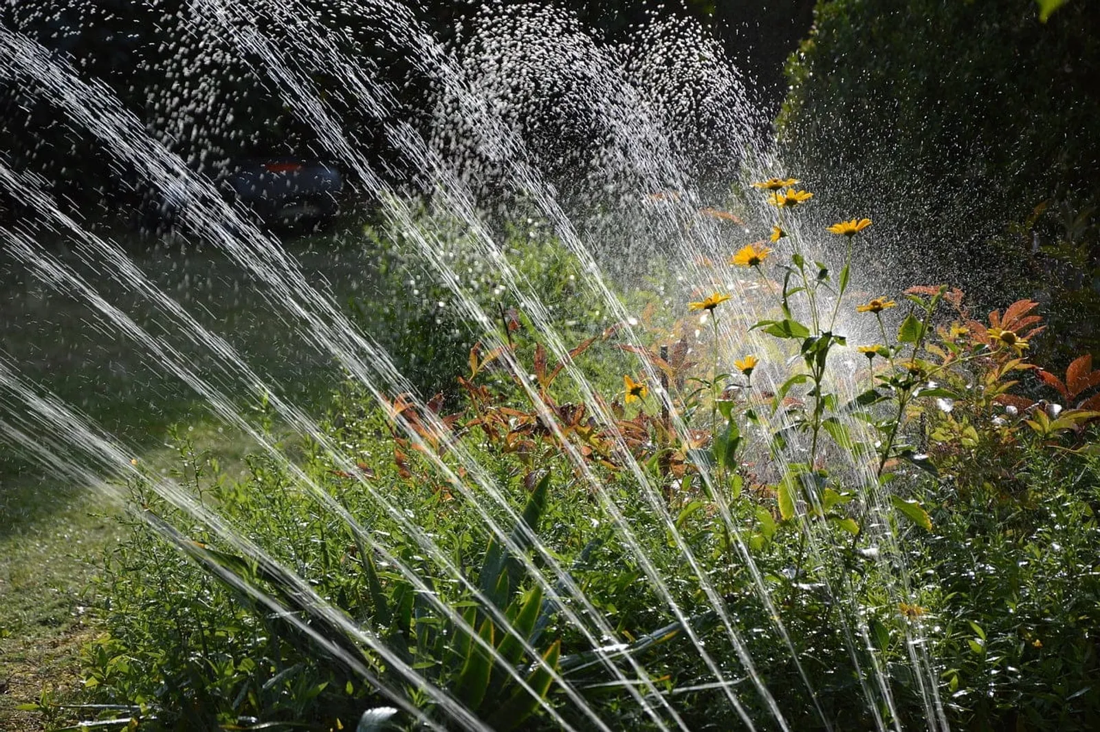 Vattenspridare som vattnar en sommarrabatt med gula blommor i motljus