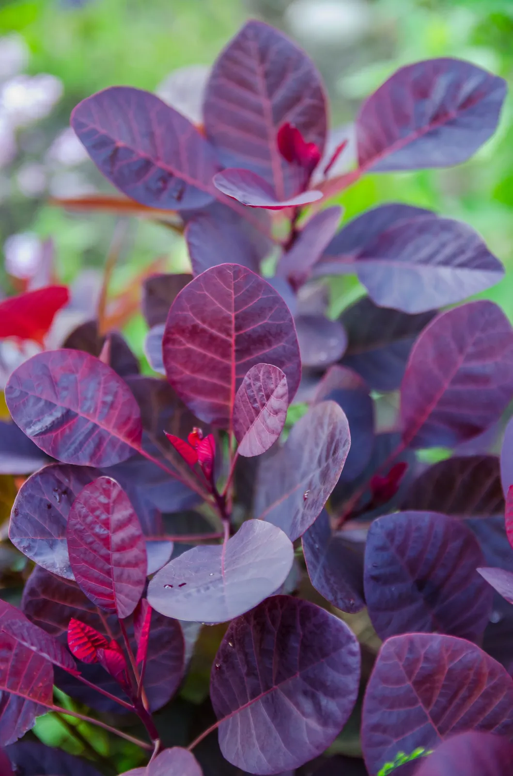 Rödbladig perukbuske 'Royal Purple', Sh 80 - bild 1