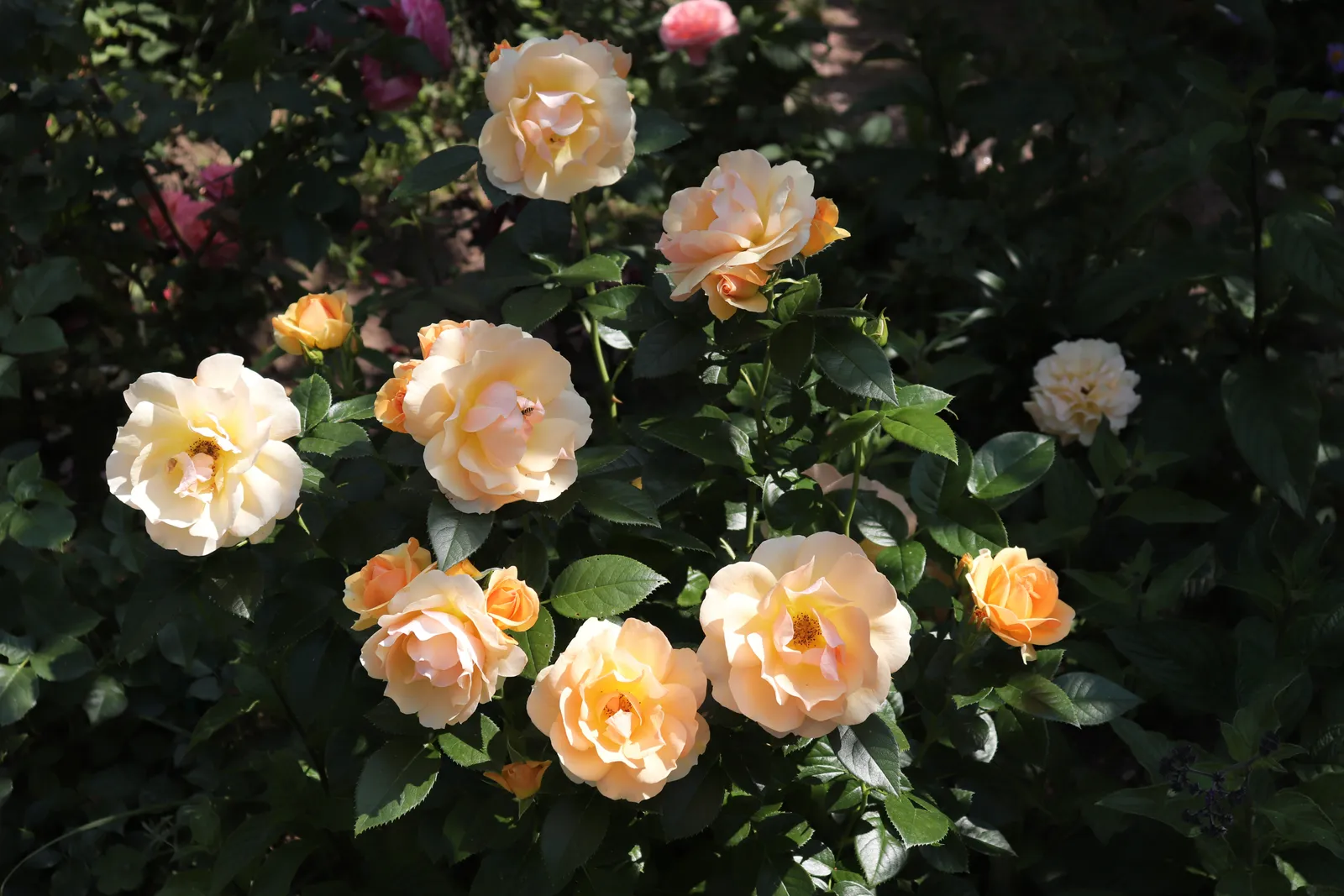 Floribundaros HANSESTADT ROSTOCK® ('Tan04603'PBR) - bild 2