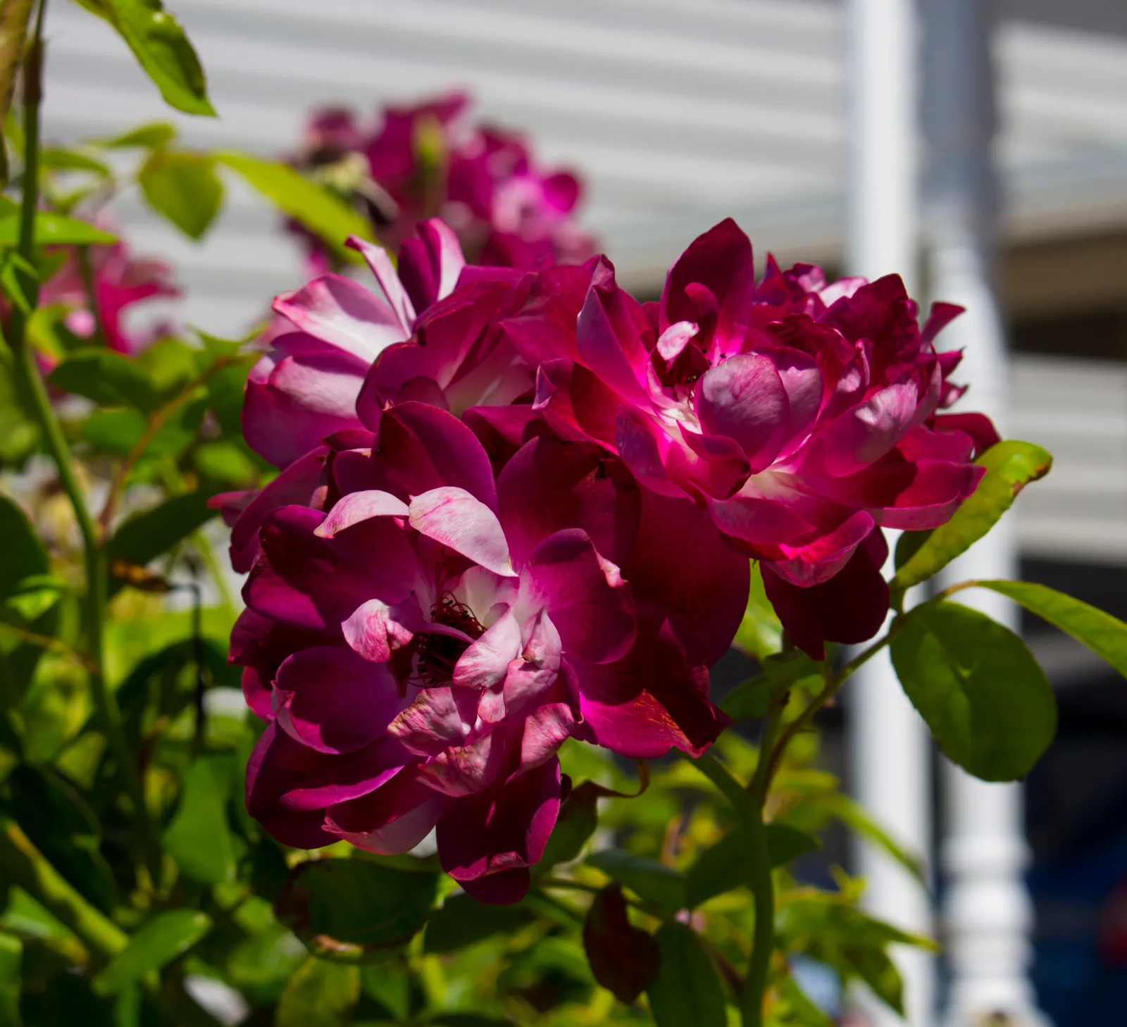 Floribundaros 'Burgundy Iceberg'PBR - bild 3