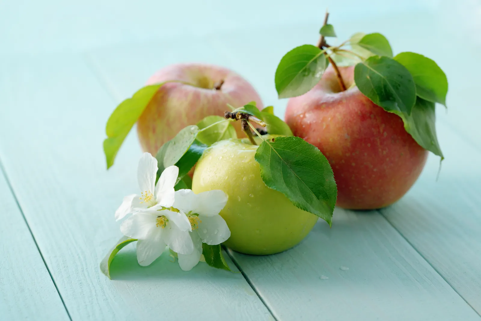 Familjeträd äpple, inkl. uppbindnings kit - bild 2