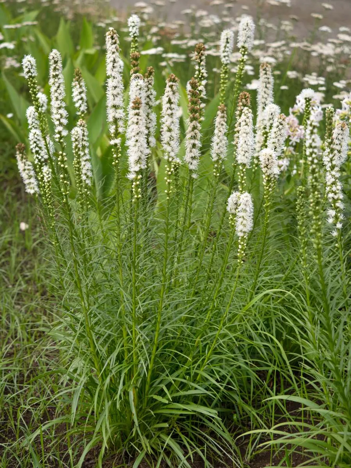 Rosenstav 'Alba' med vita blomsterstavar, elegant perenn som ger höjd och struktur i rabatten.
