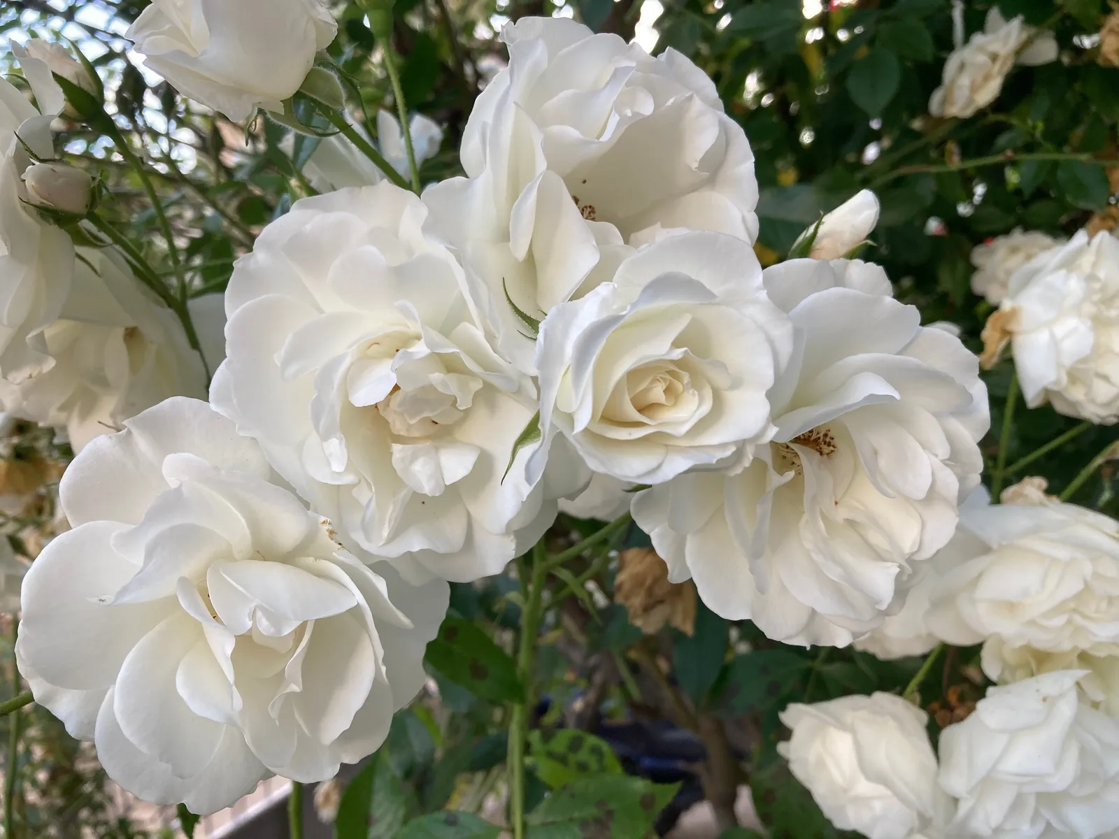 Floribundaros 'Climbing Iceberg' - bild 4