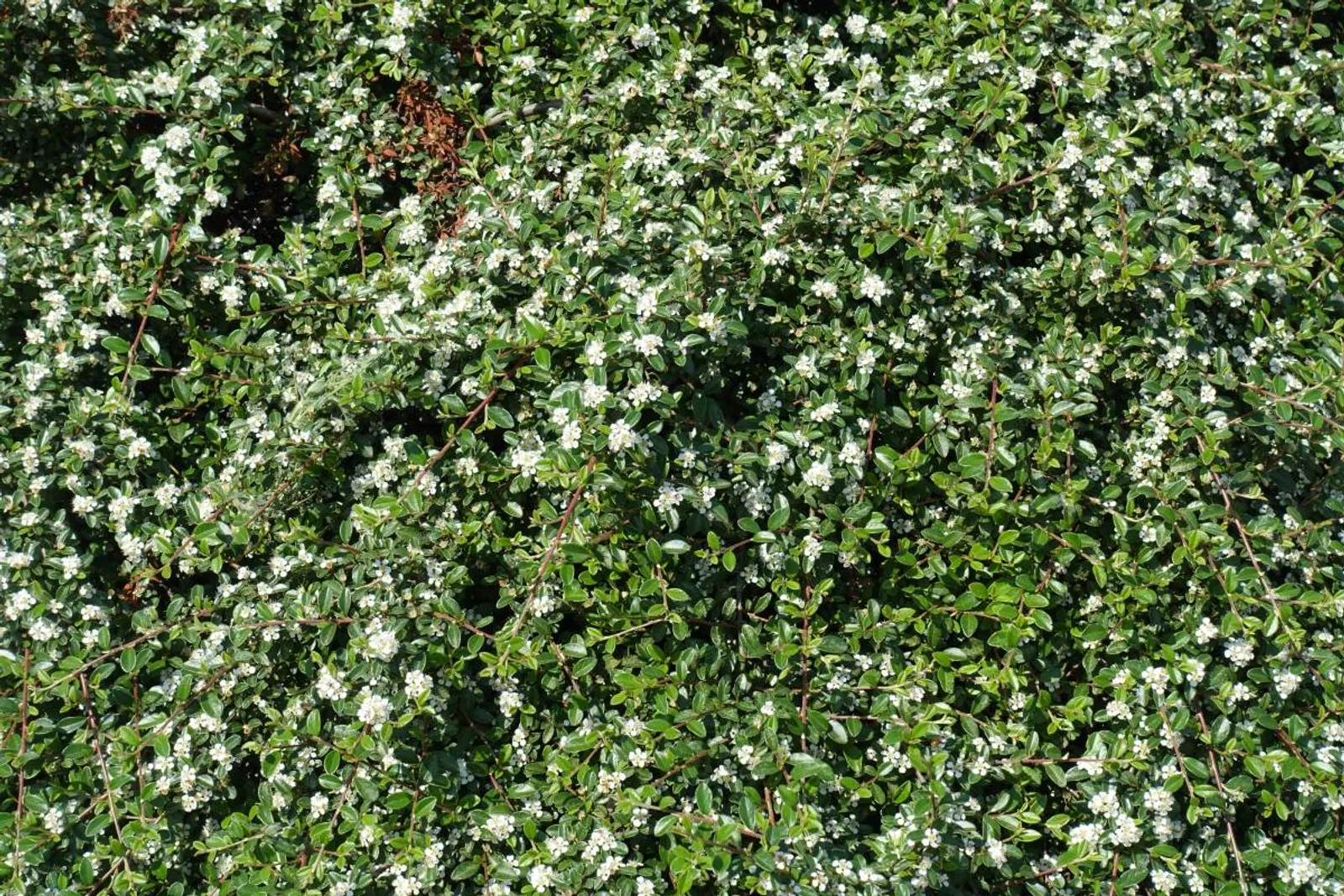 Skogholmsoxbär 'Skogholm', 10-20 cm — detalj 3
