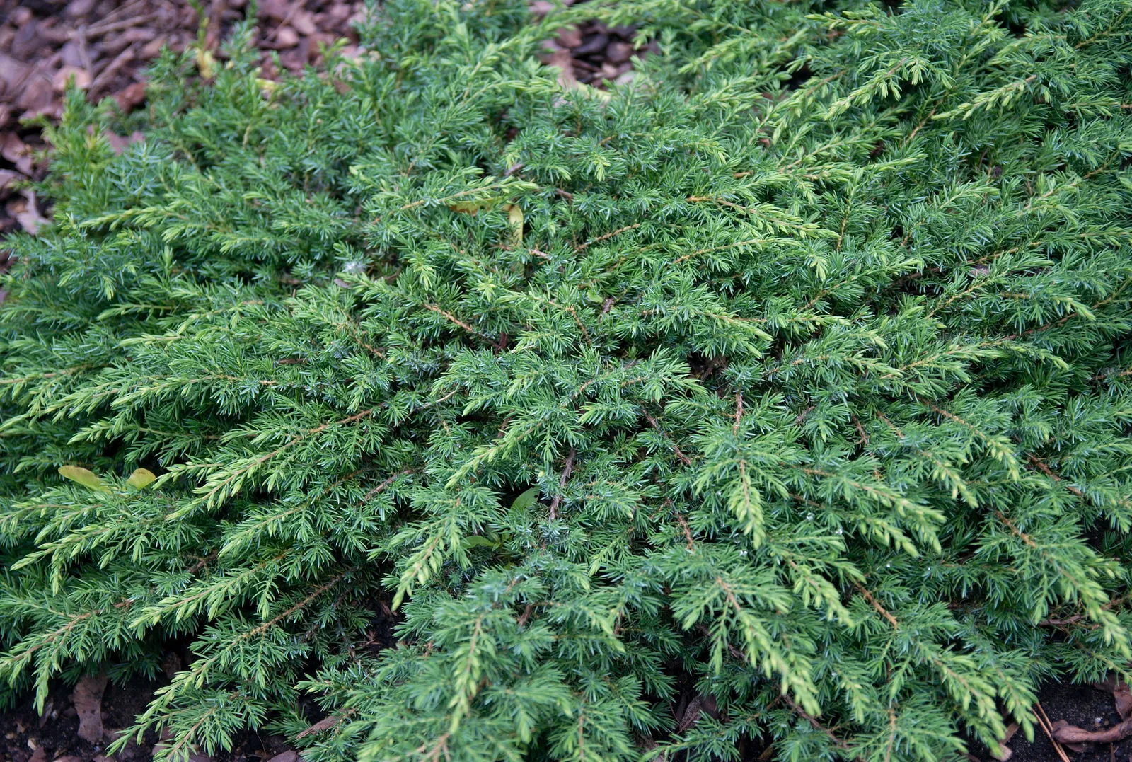 En 'Green Carpet', 30-40 cm - bild 1
