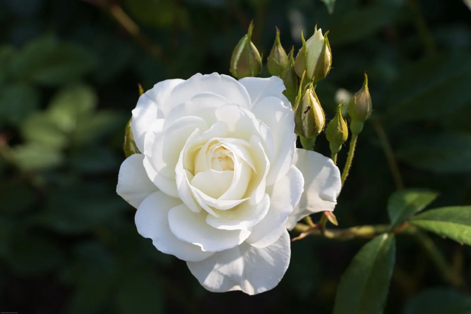 Floribundaros GRÅSTEN ('Poulfeld') - bild 2
