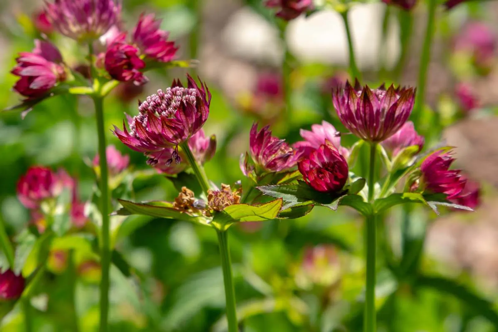 Stjärnflocka 'Venice' med vita stjärnformade blommor och dekorativt bladverk för skuggiga platser.