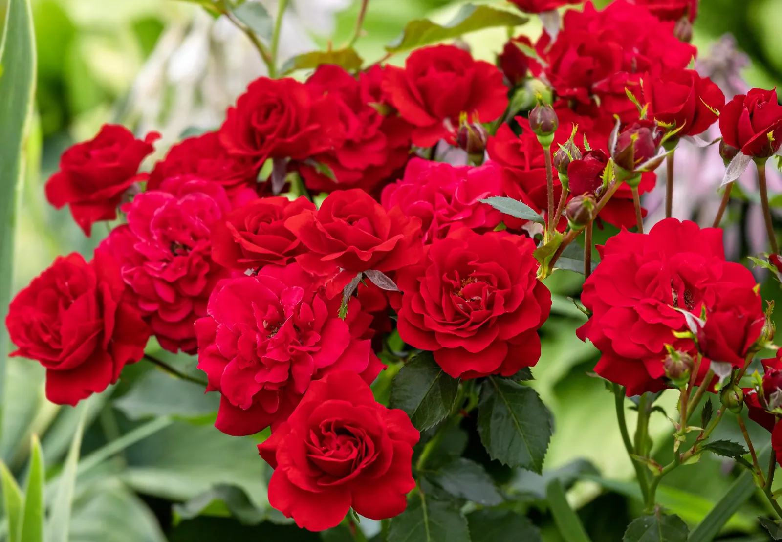 Floribundaros NINA WEIBULL® ('Poulwei') - bild 2