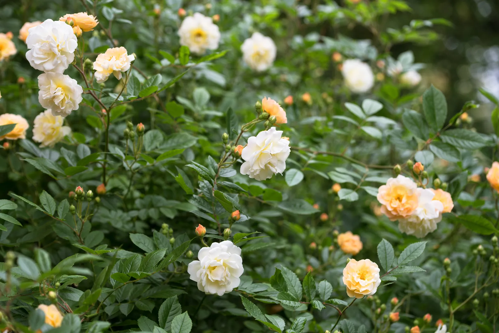 Moschata-ros 'Ghislaine de Féligonde' - bild 3
