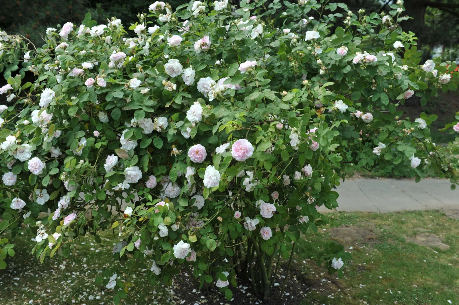 Albaros 'Maidens Blush' - bild 3