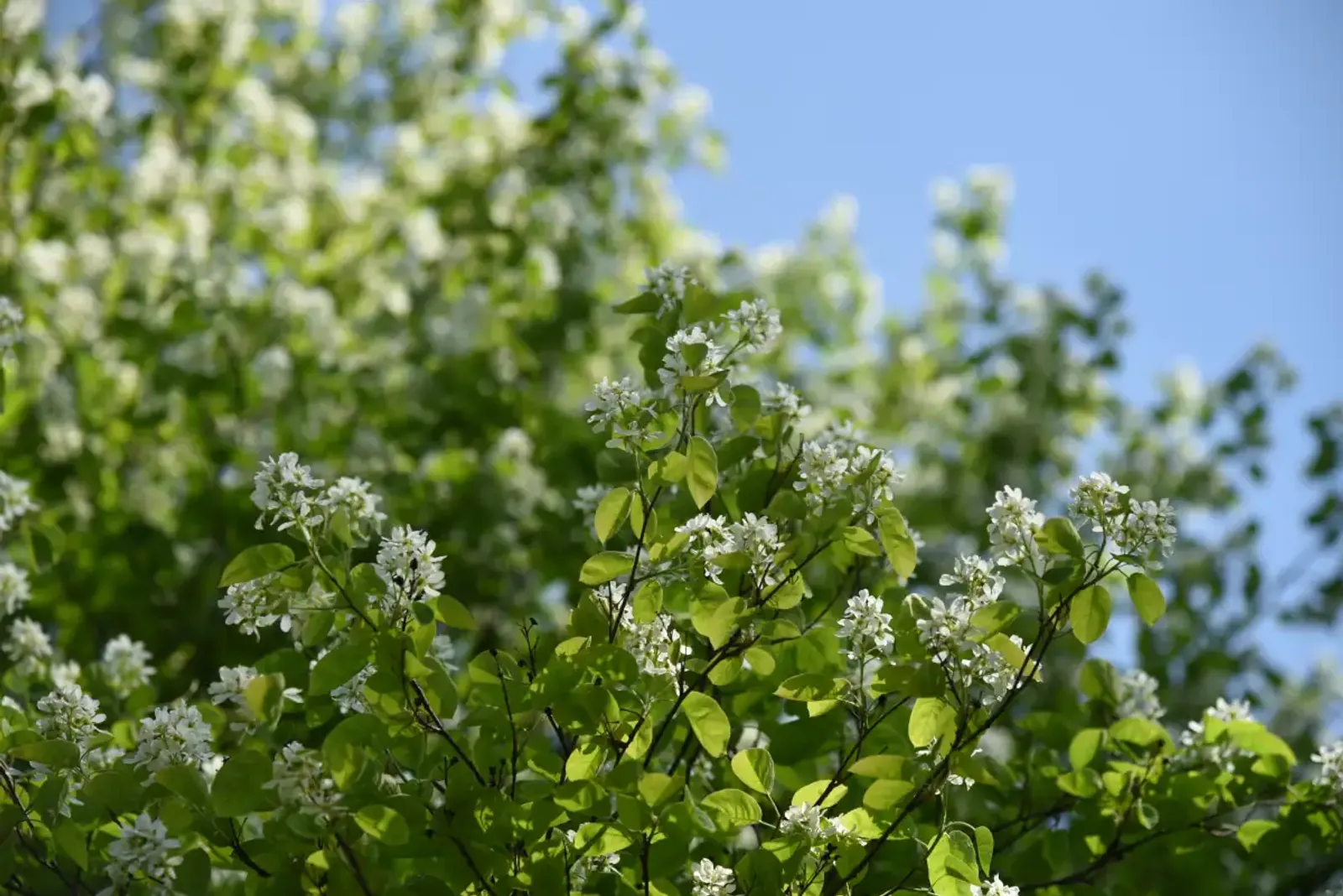 Bärhäggmispel, 50-80 cm — närbild