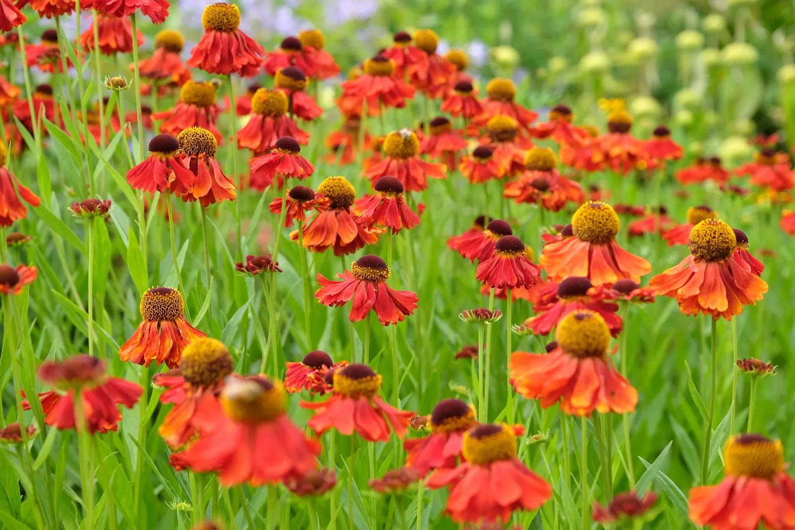 Trädgårdssolbrud 'Moerheim Beauty' - bild 1