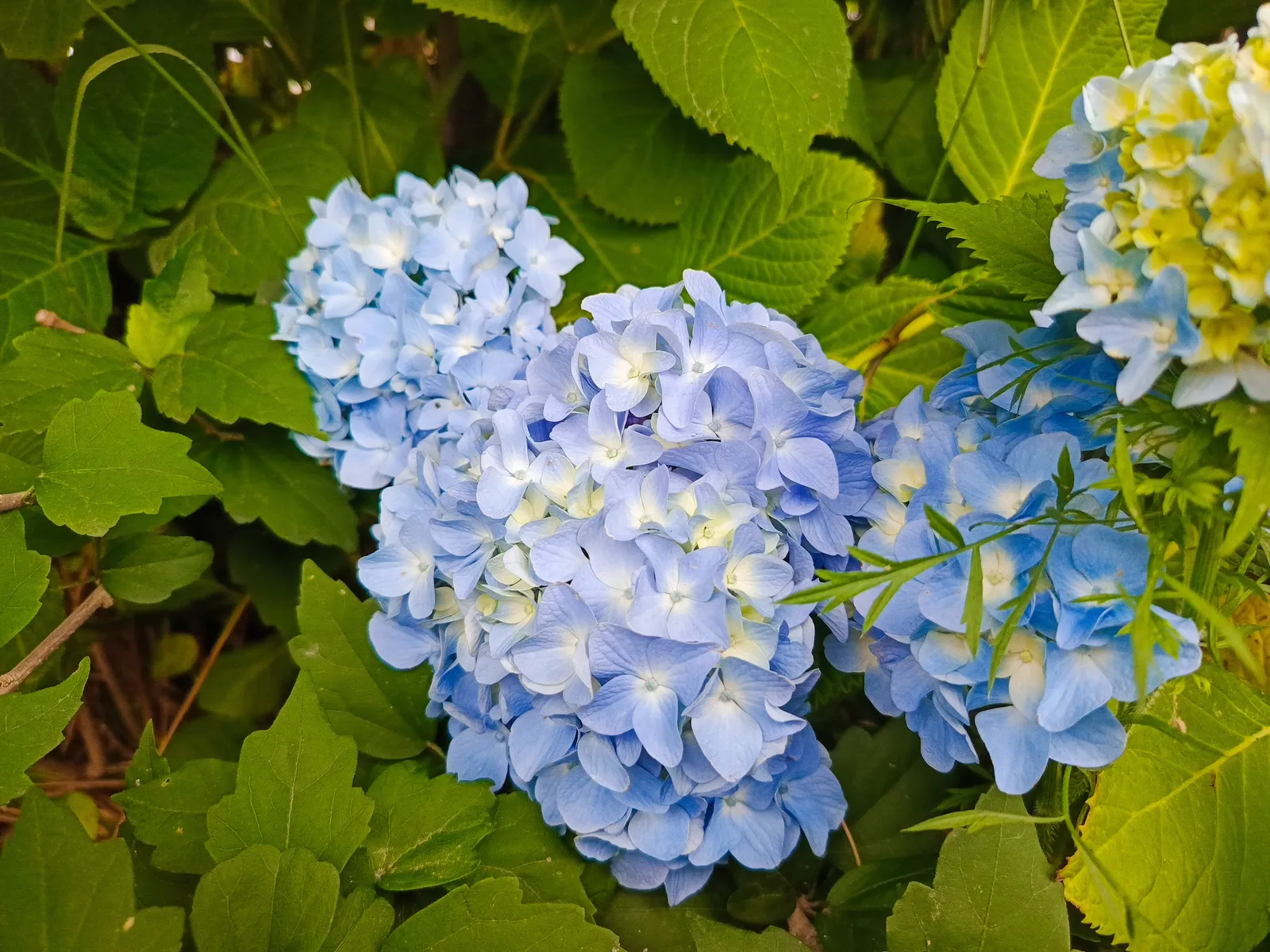 Hortensia THE ORIGINAL ('Bailmer') - bild 4