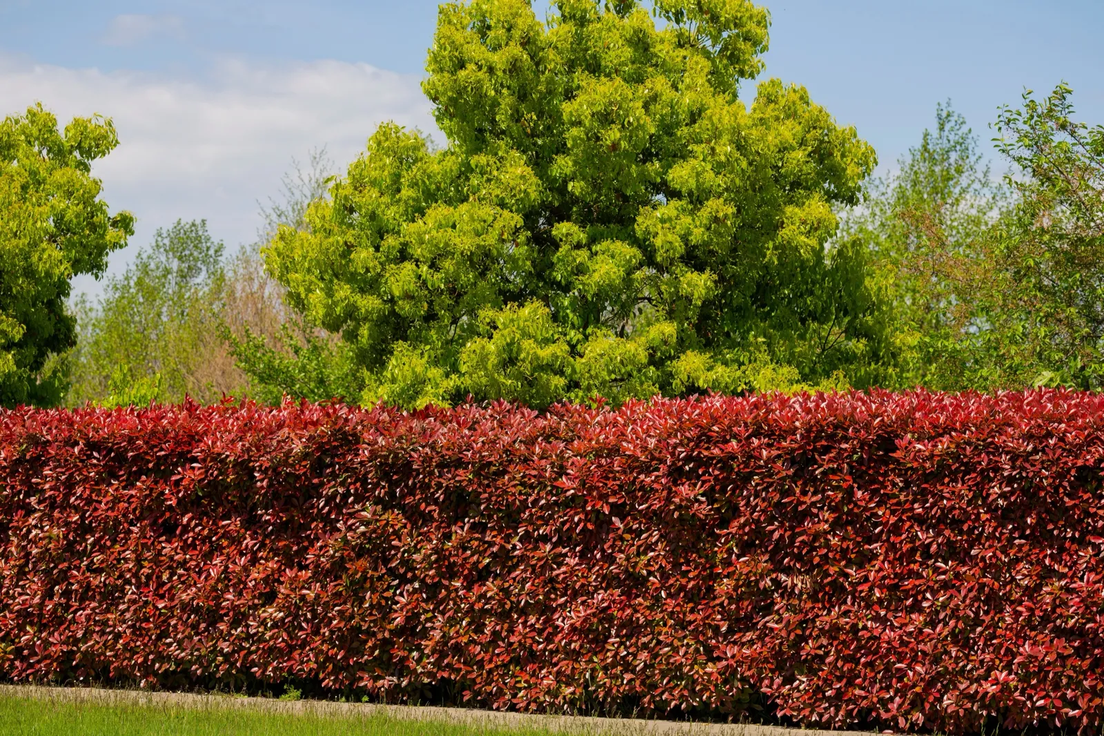 Röd häckberberis 'Atropurpurea' - bild 3