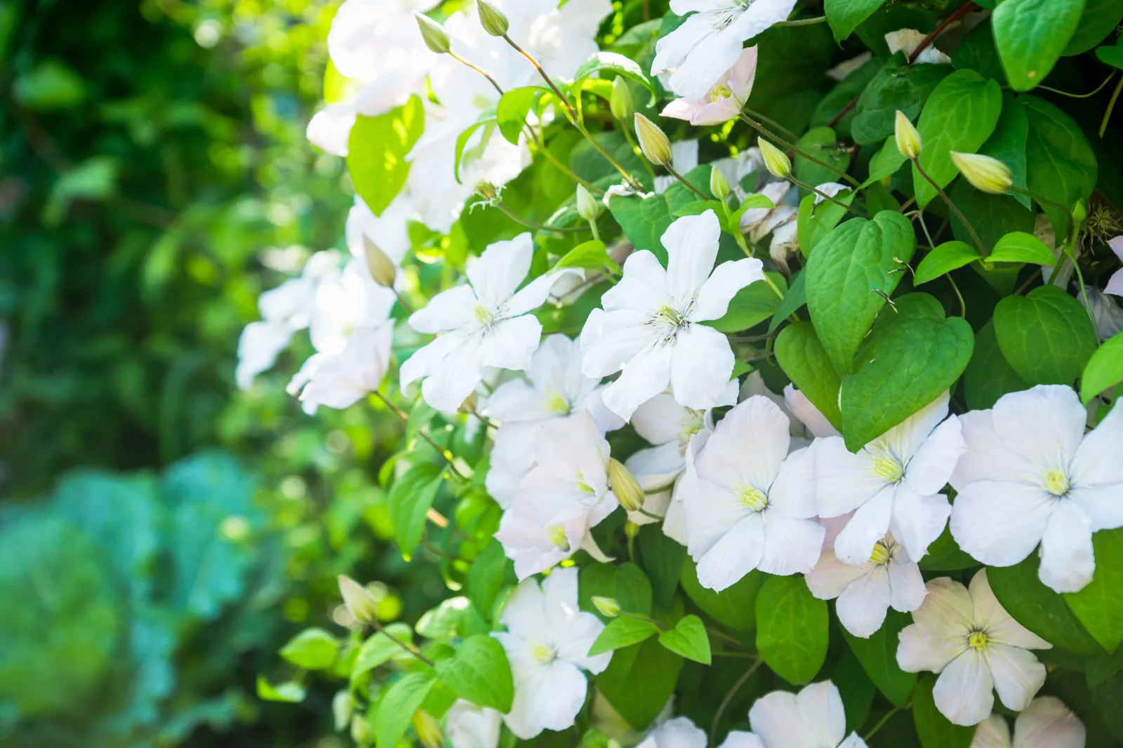 Klematis (Tidiga Storblommiga Gruppen) 'Mevrouw Le Coultre' - bild 3