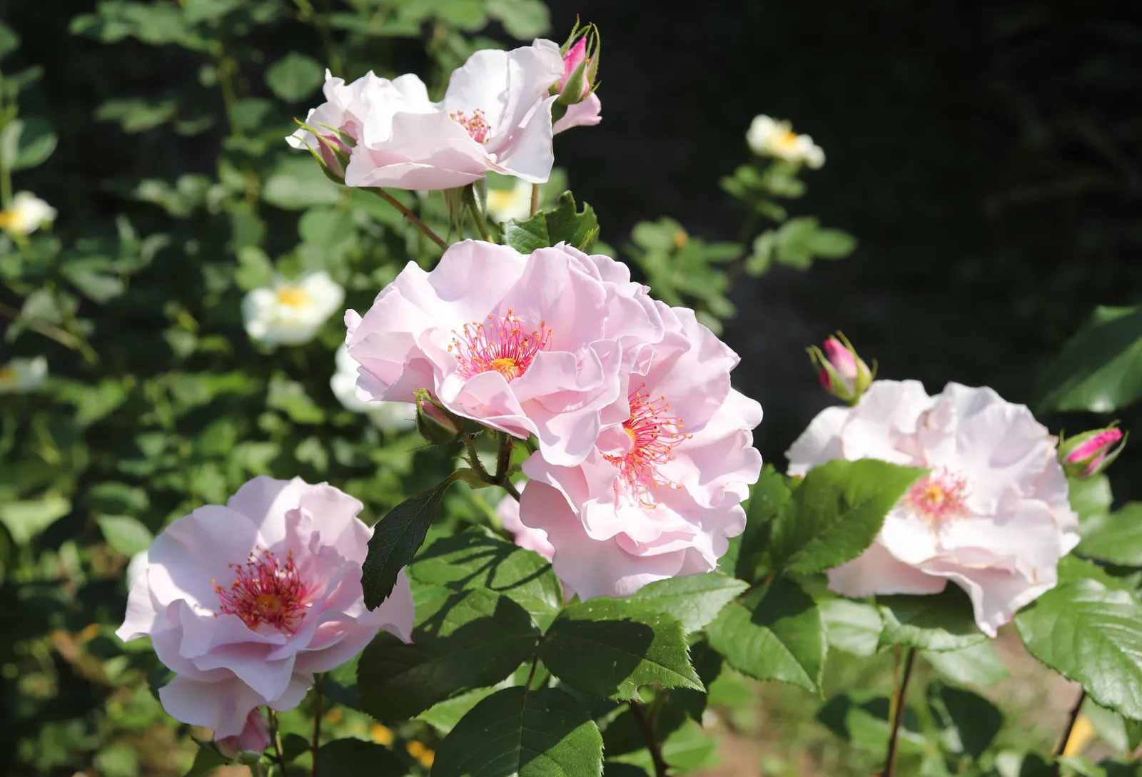Floribundaros ODYSSEY ('Franski') - bild 3