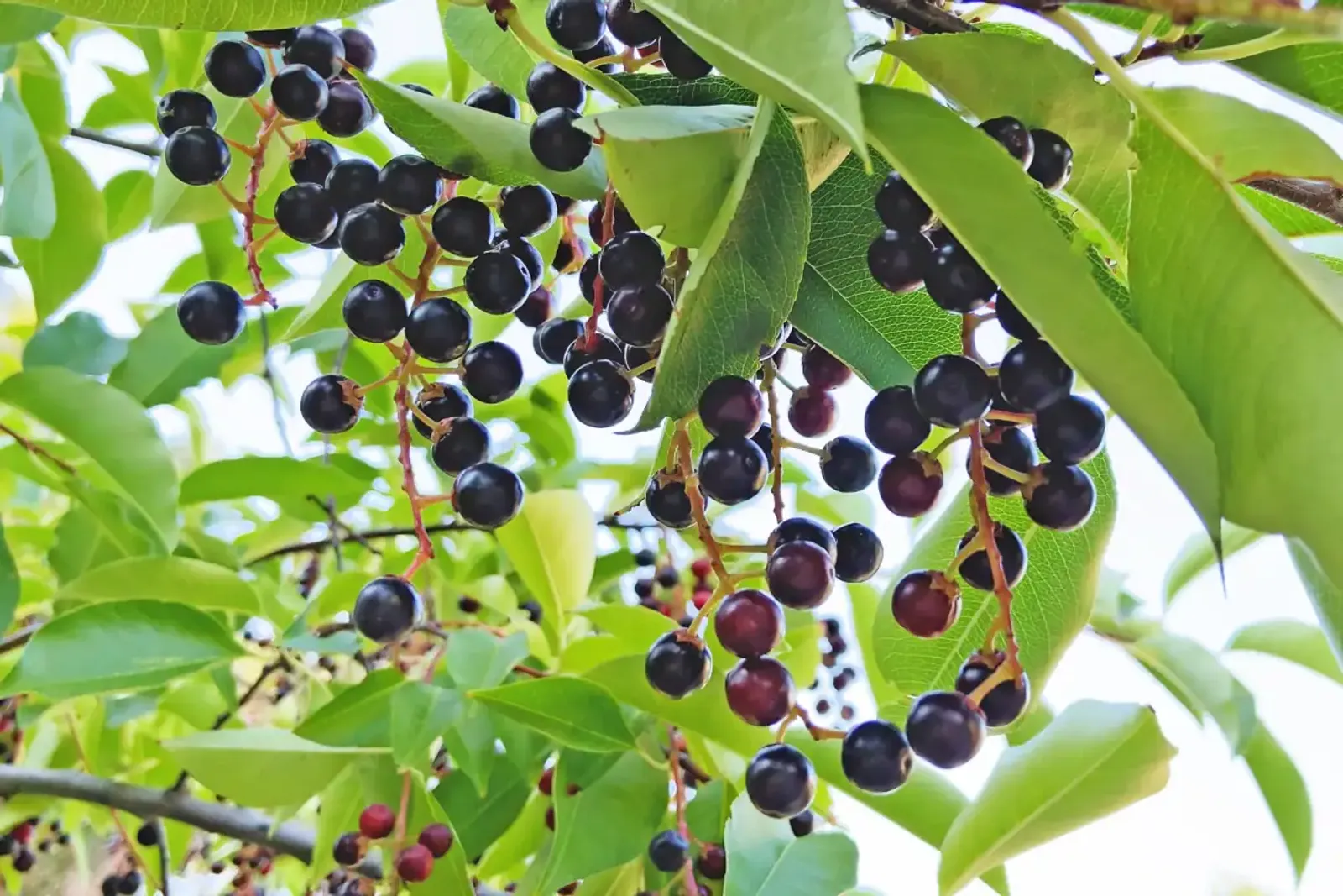 Hägg, 50-80 cm — detalj 3
