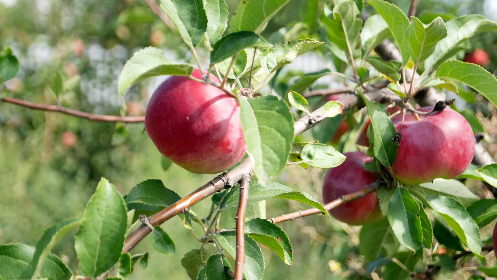 Äpple 'Birgit Bonnier' E - bild 2