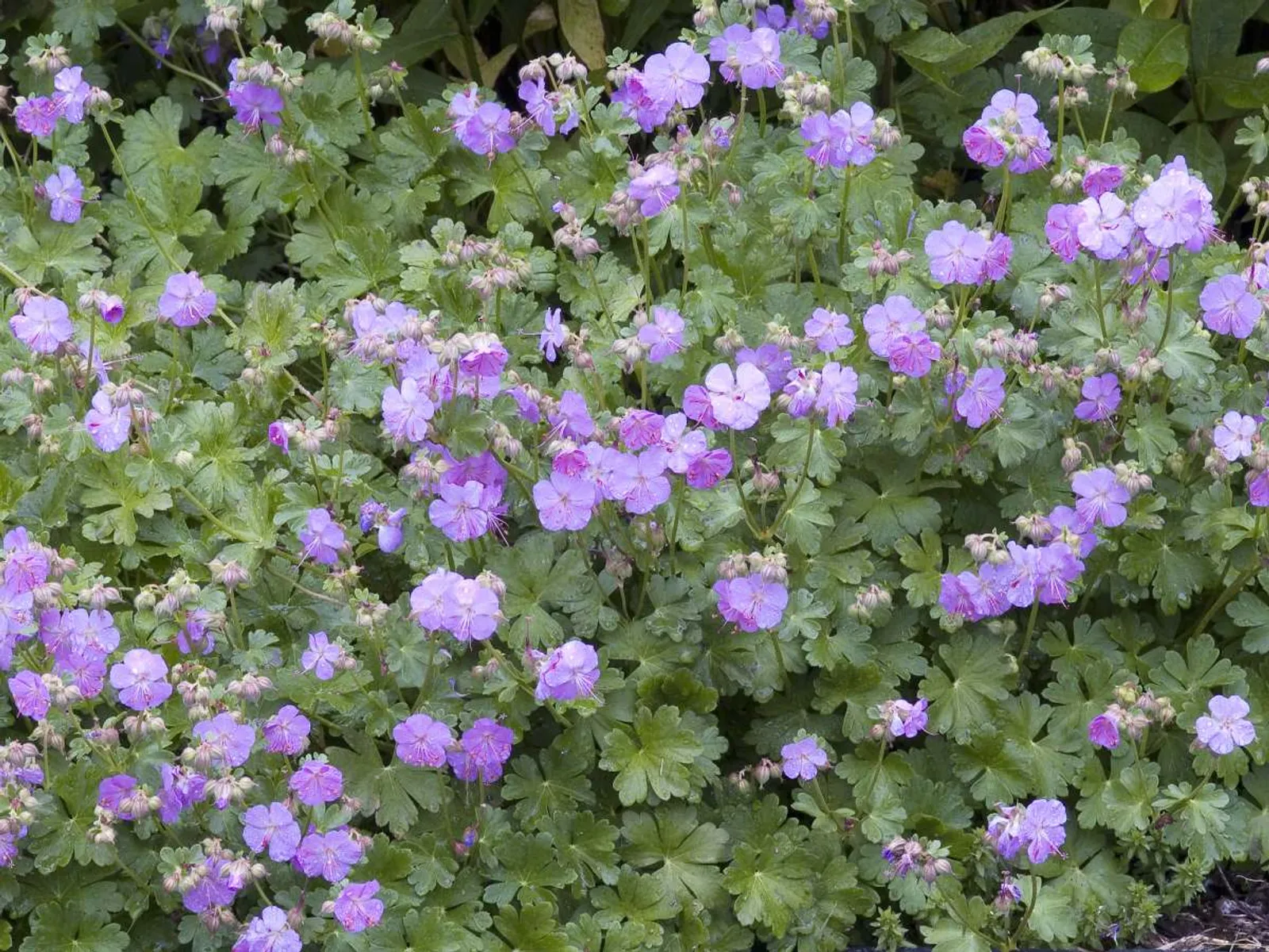 Liten Flocknäva 'Karmina' med karminrosa blommor, lågväxande marktäckare för soliga lägen.