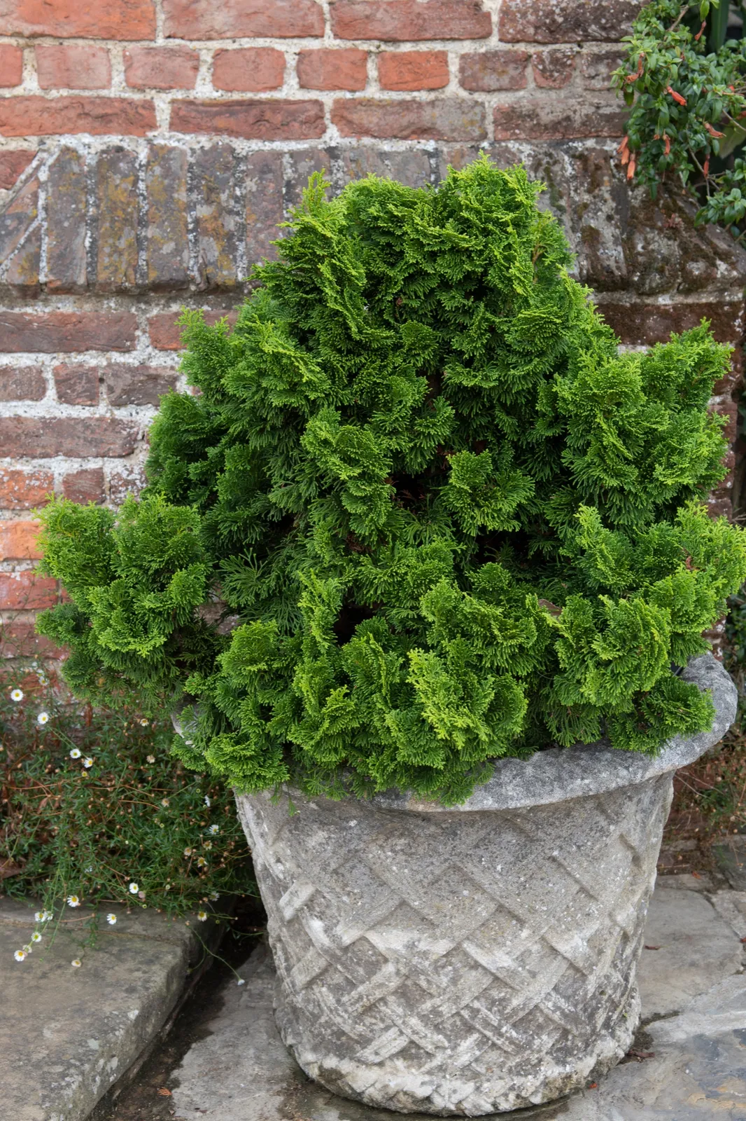 Japansk ädelcypress 'Nana Gracilis', 20-25 cm - bild 2
