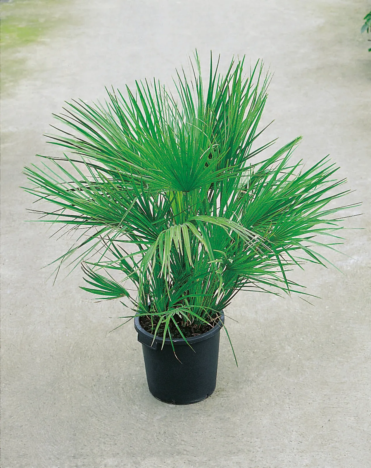 Dvärgpalm (europeisk dvärgpalm), 110/120 cm - bild 2