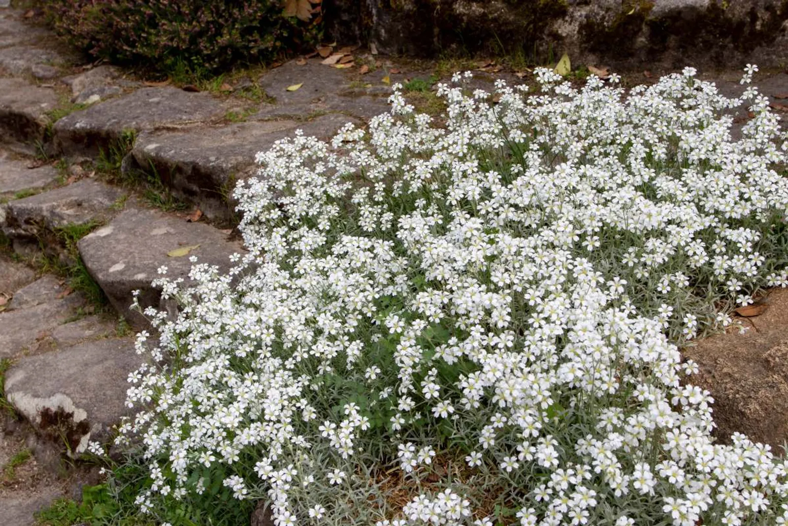 Silverarv med silvriga blad och vita blommor, tålig marktäckare för soliga och torra lägen.