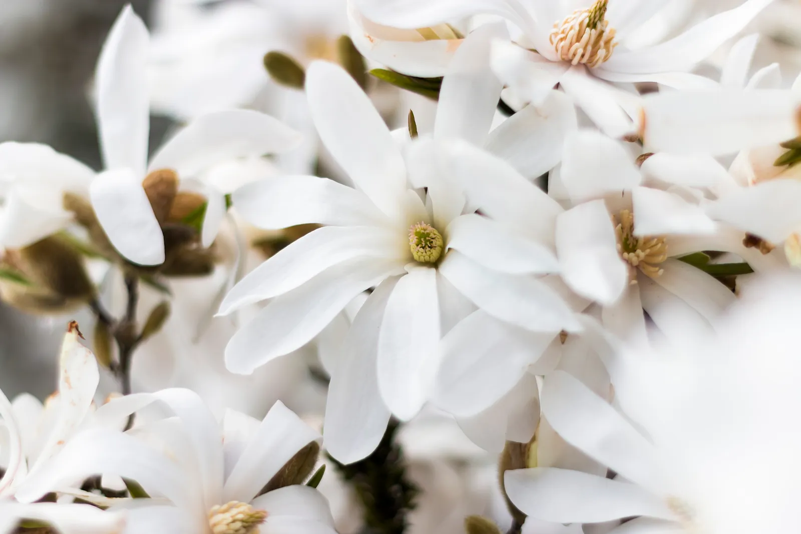 Stjärnmagnolia 'Royal Star' - bild 6