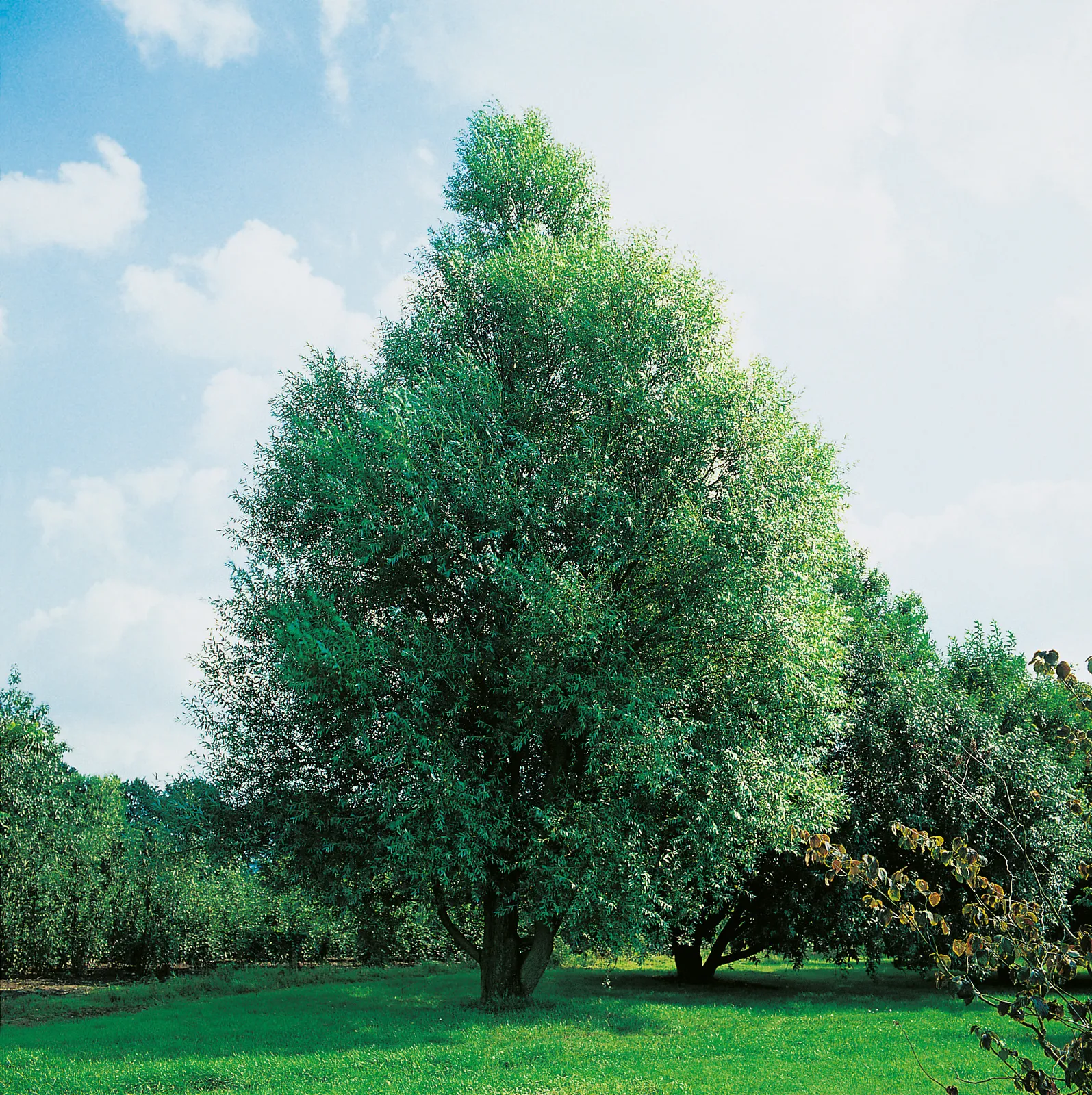 Klotpil 'Bullata', Utr 150-200 - bild 1
