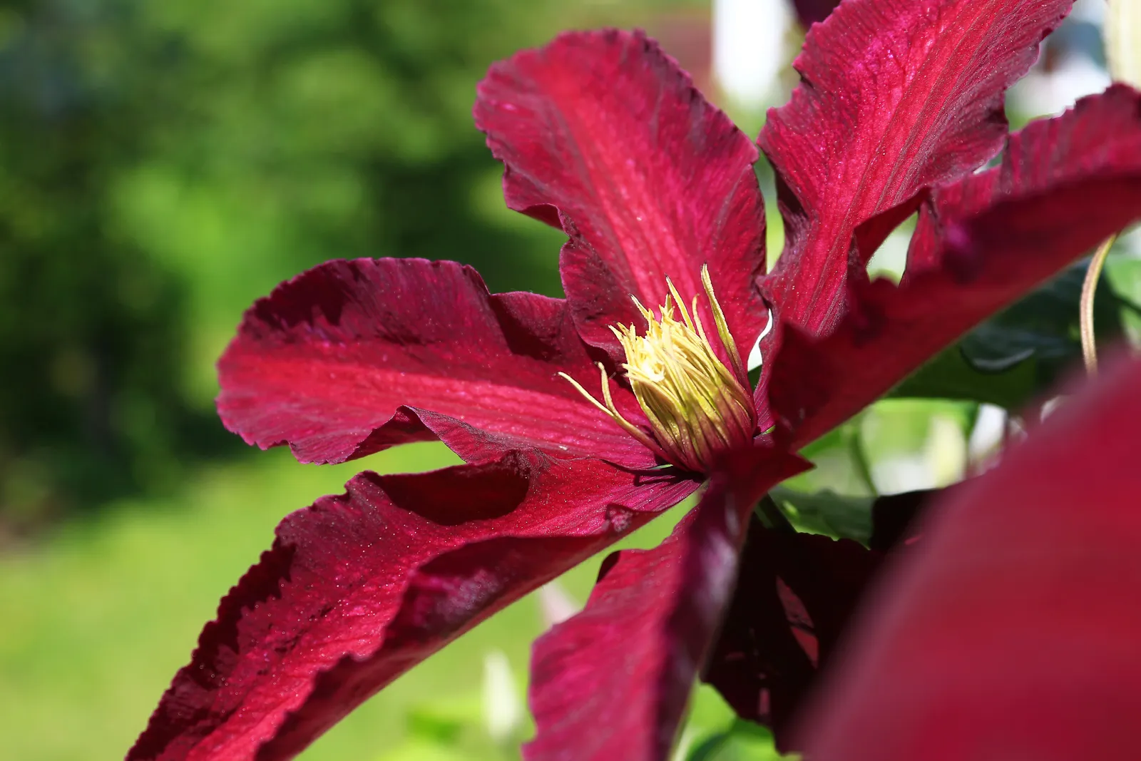 Klematis (Sena Storblommiga Gruppen) 'Niobe' - bild 2