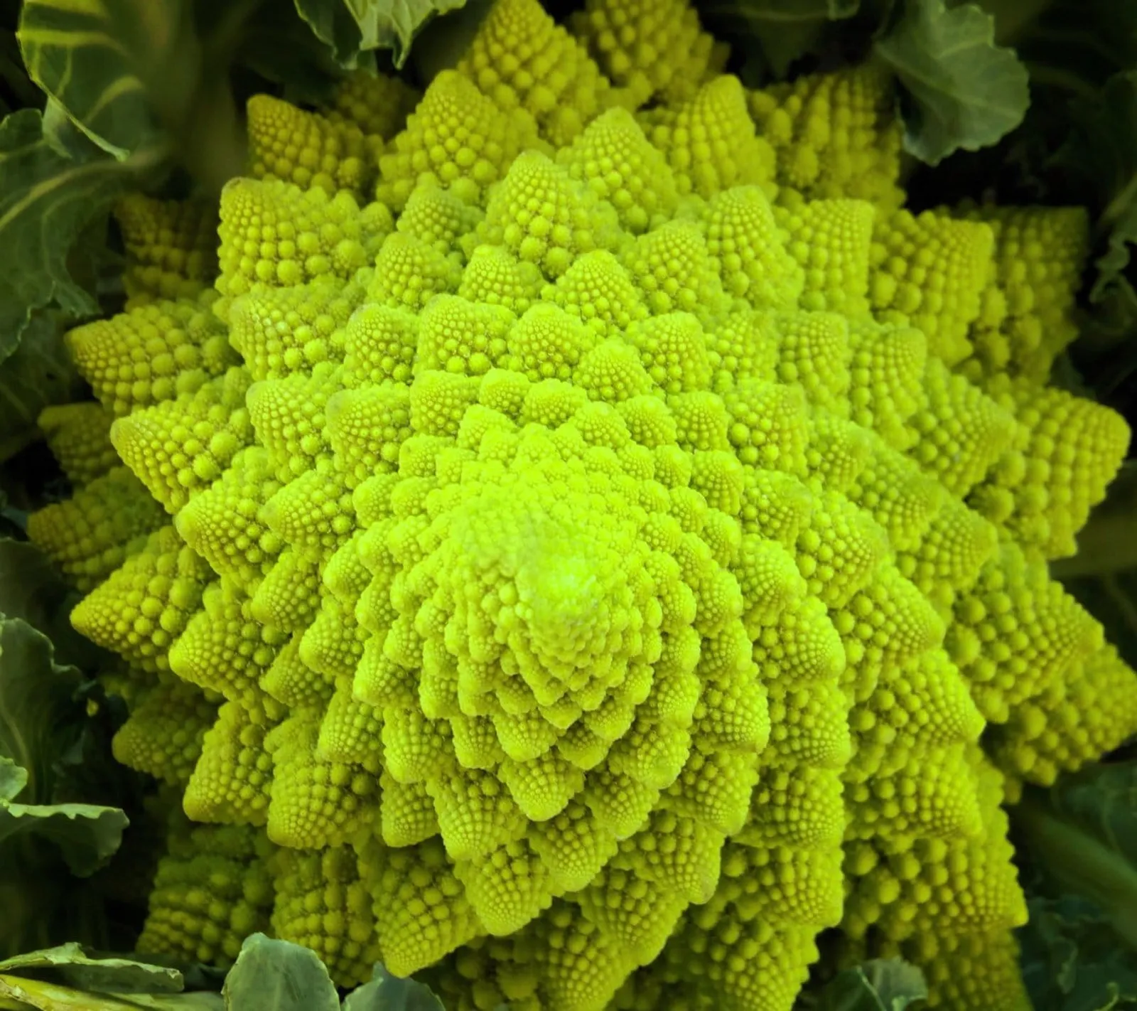 Natalino Romanesco broccolo frö med romanesco med spiralmönster