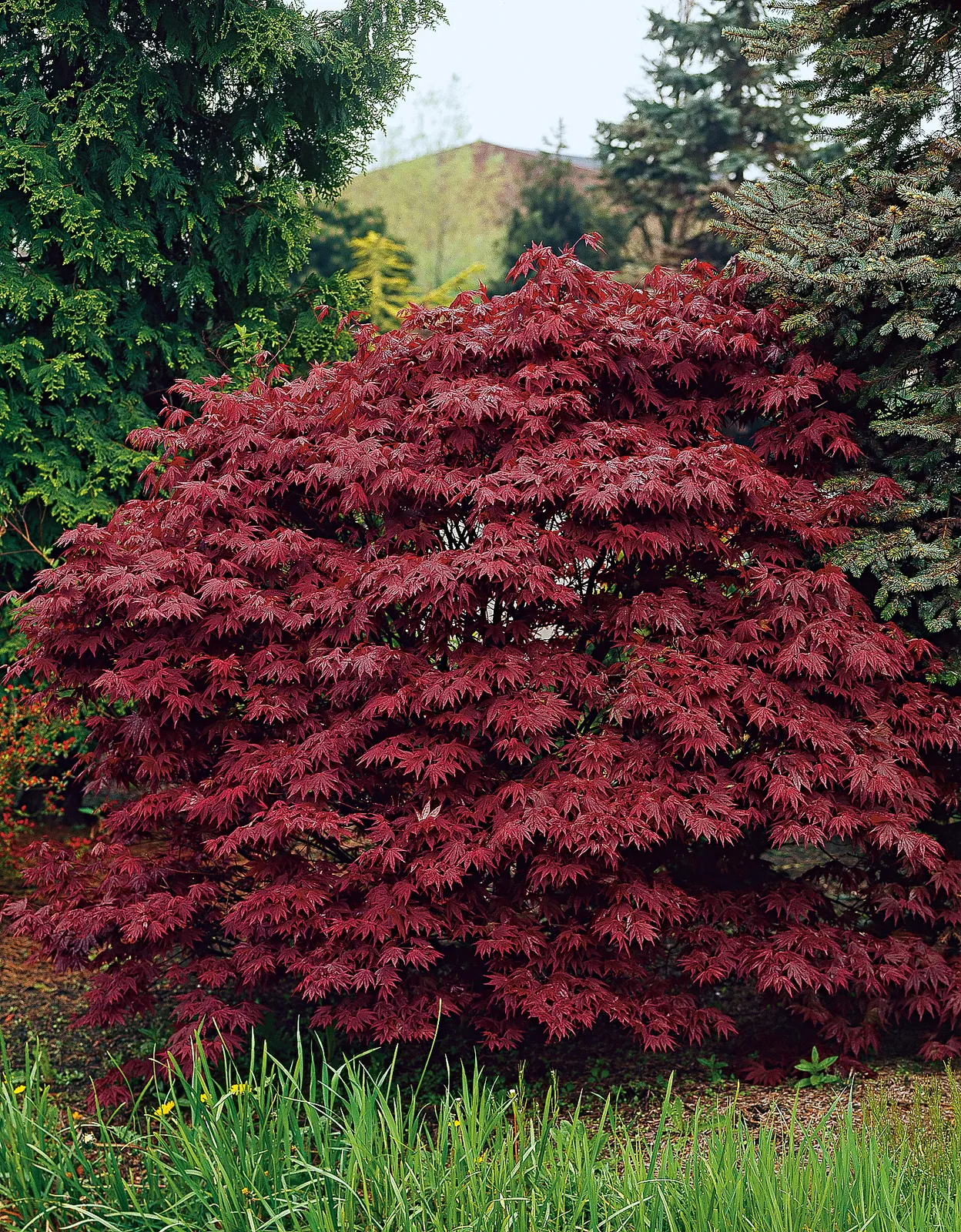 Röd japansk lönn 'Atropurpureum' - bild 1