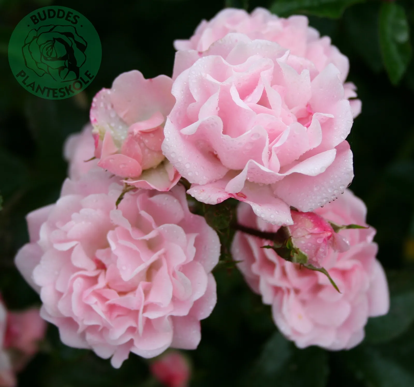 Storblommig klätterros ROSENHOLM ('Poulover') - bild 2