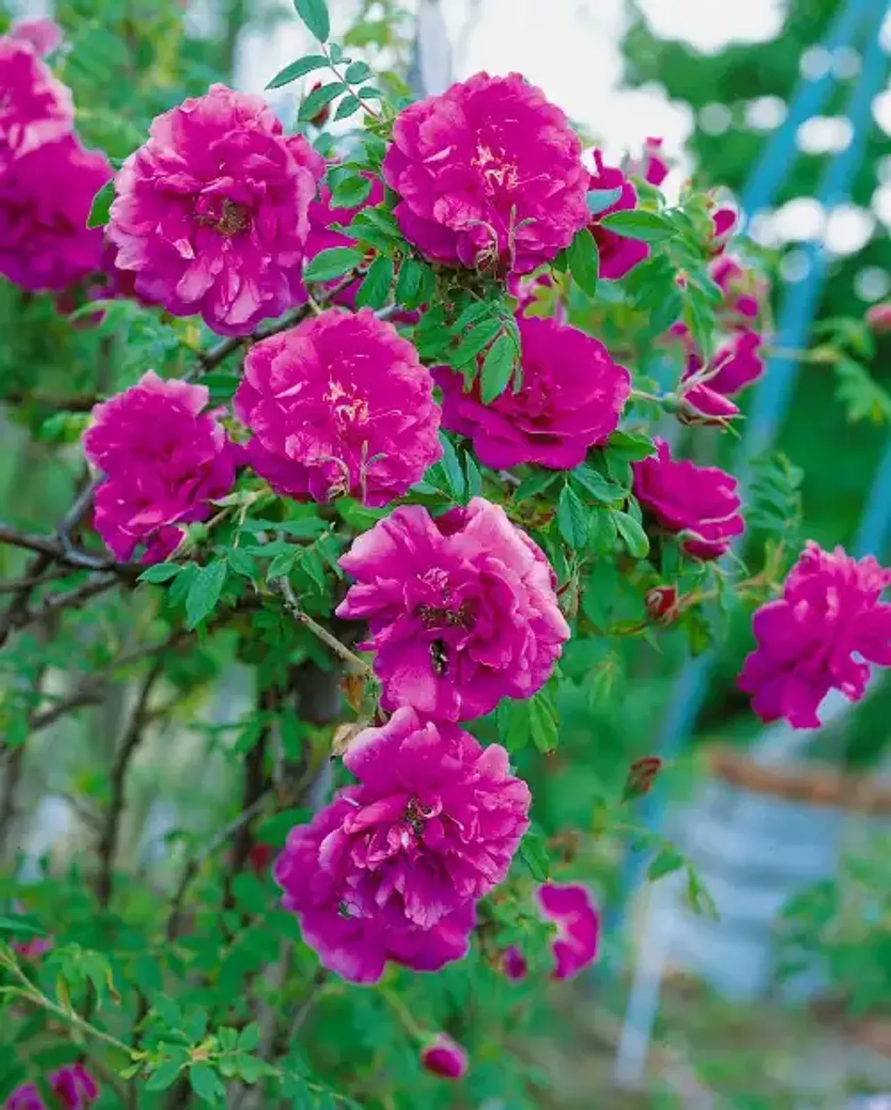 Rugosa-ros 'Hansa', 30-50 cm — närbild