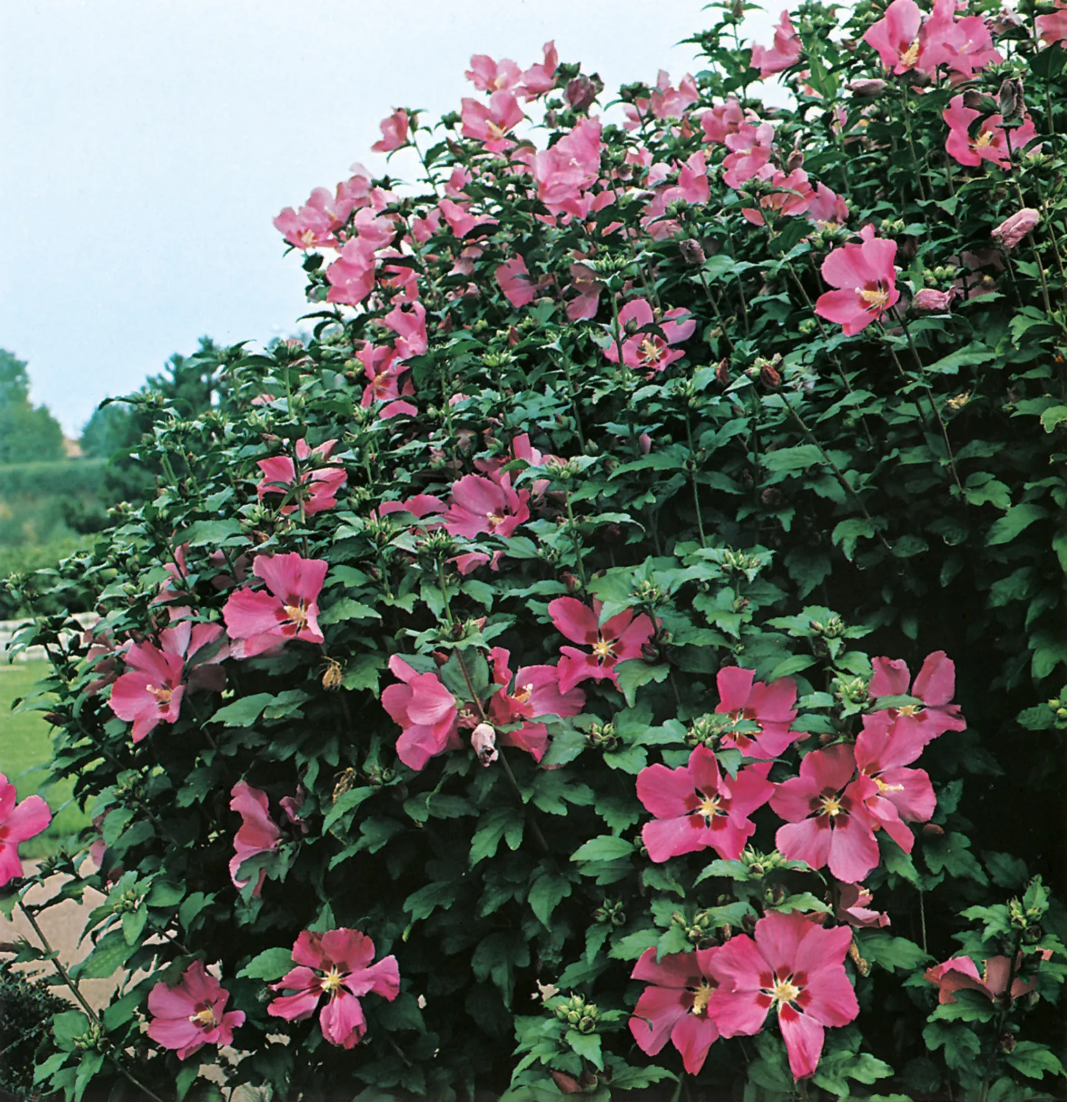 Frilandshibiskus 'Woodbridge' - bild 1