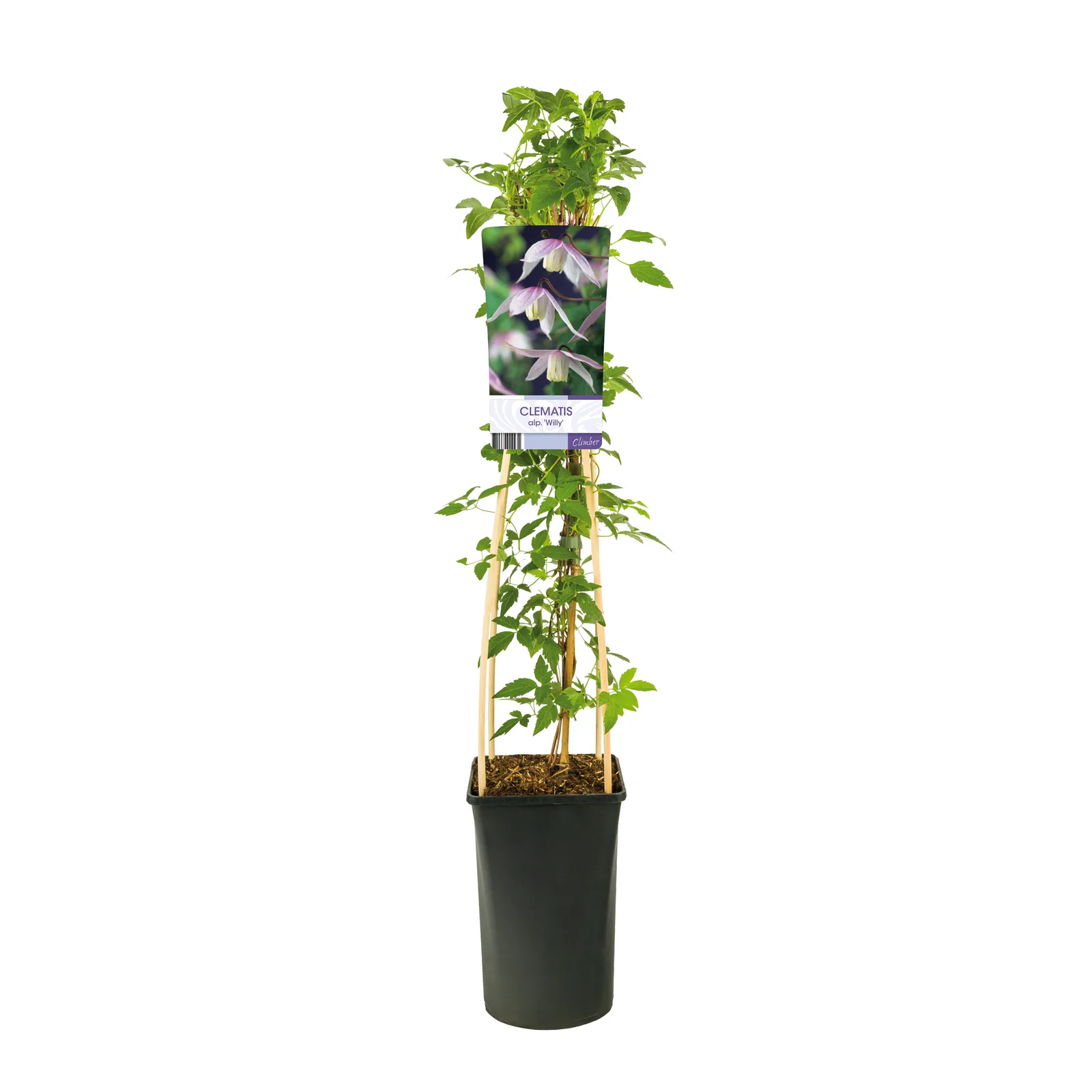 Atragene-klematis 'Willy' - bild 2