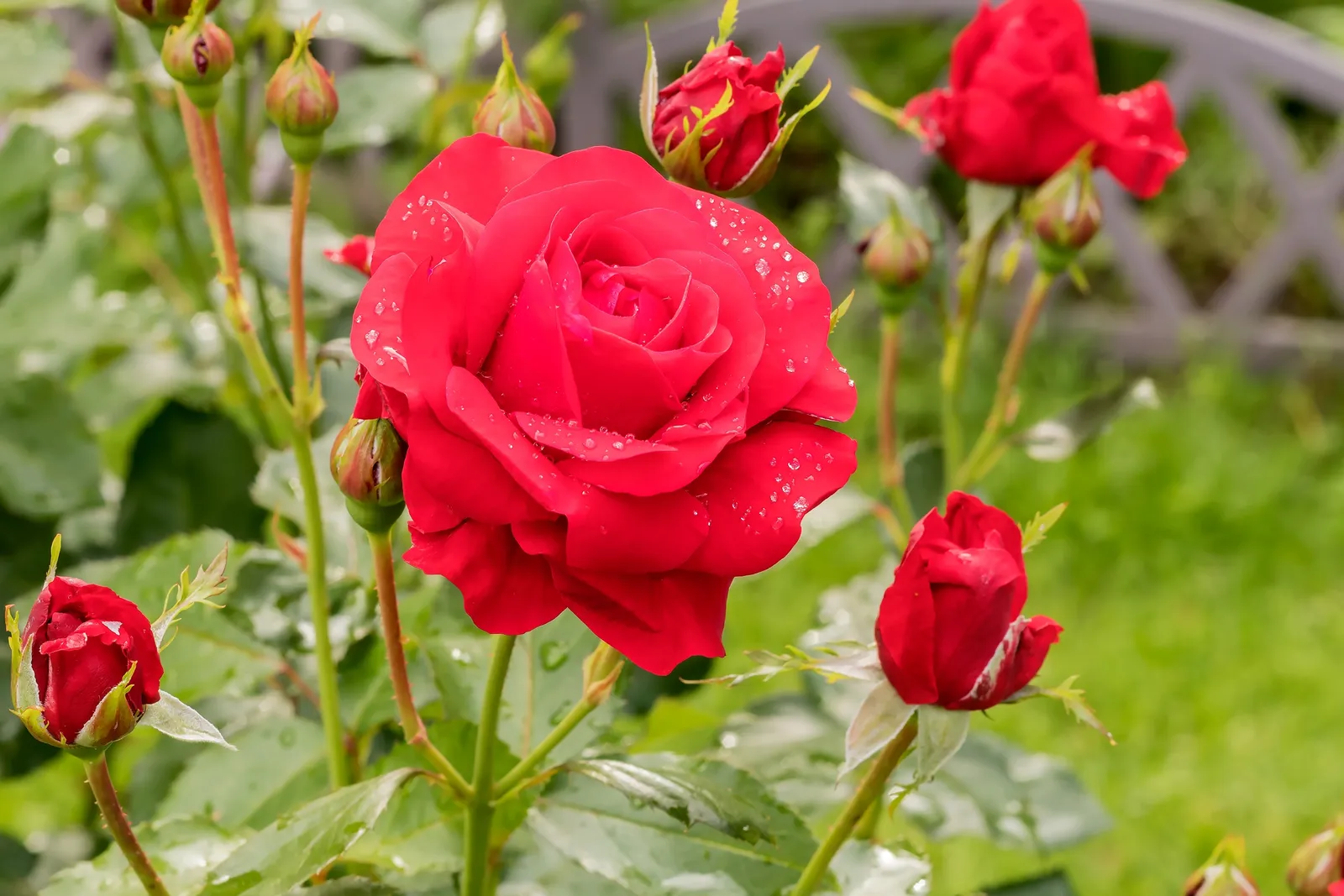 Floribundaros NINA WEIBULL® ('Poulwei') - bild 3