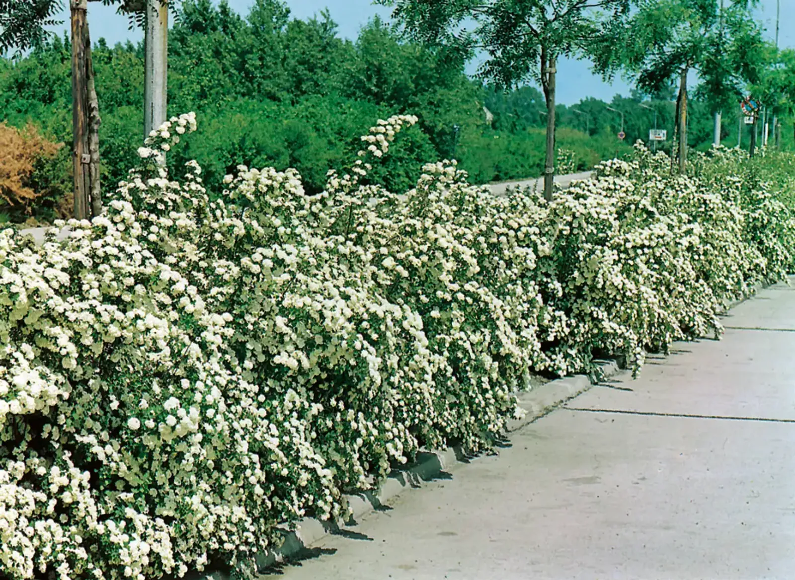 Bukettspirea, 50-80 cm — detalj 3