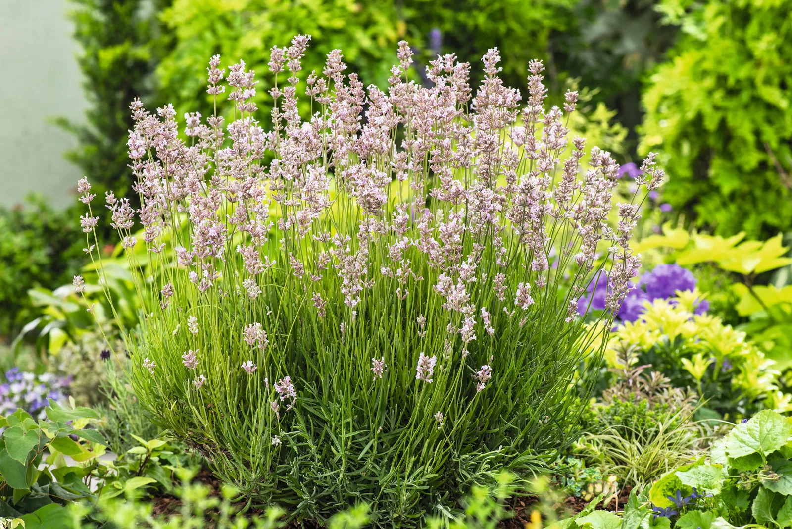 Lavendel 'Rosea' - bild 5