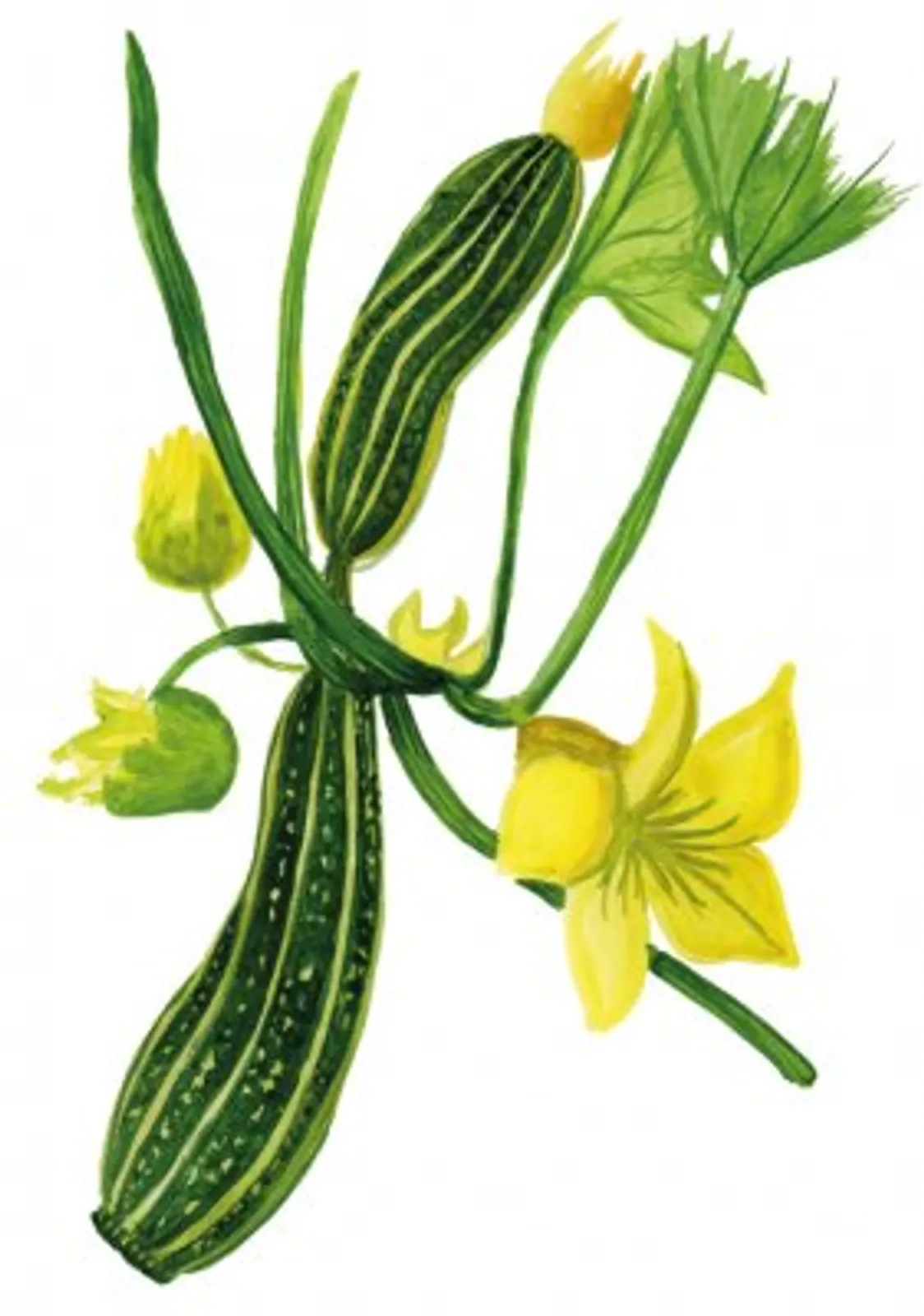 Cocozelle sommarsquash frö med sommarsquash