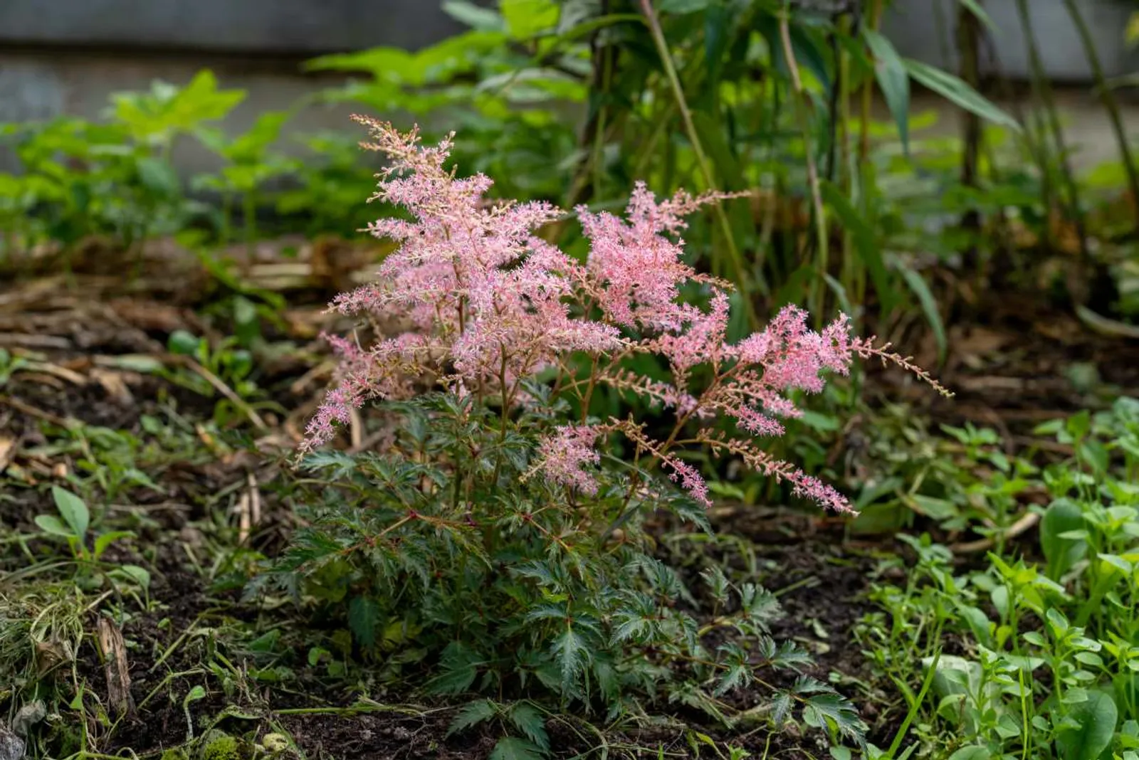 Fjäderastilbe 'Sprite', 3-pack — närbild