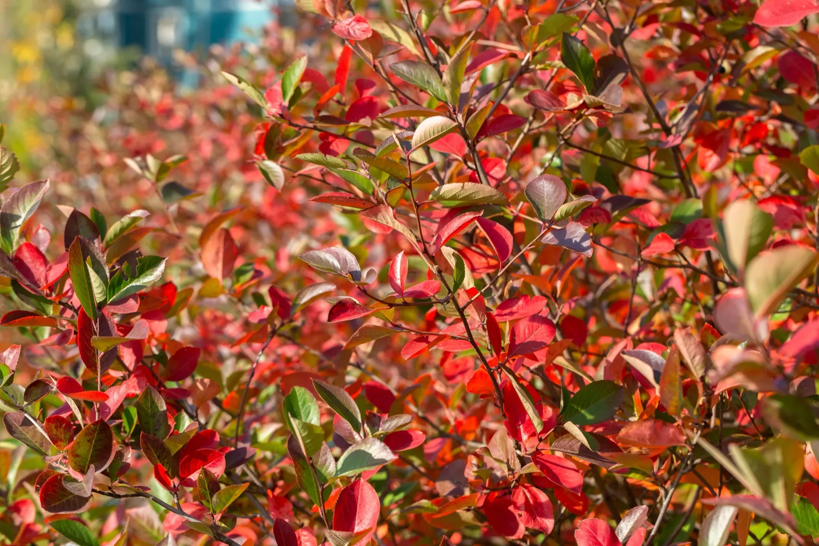 Svartaronia 'Hugin' E - bild 5