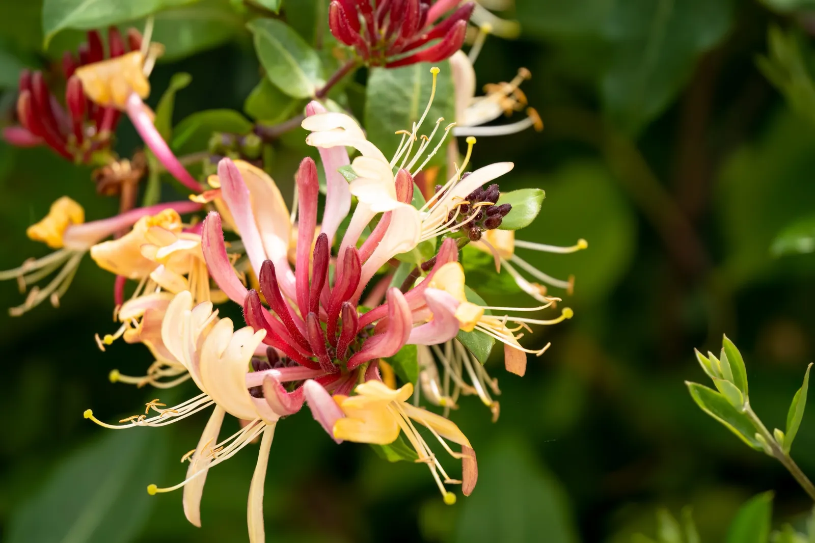 Blomsterkaprifol 'Goldflame' - bild 1
