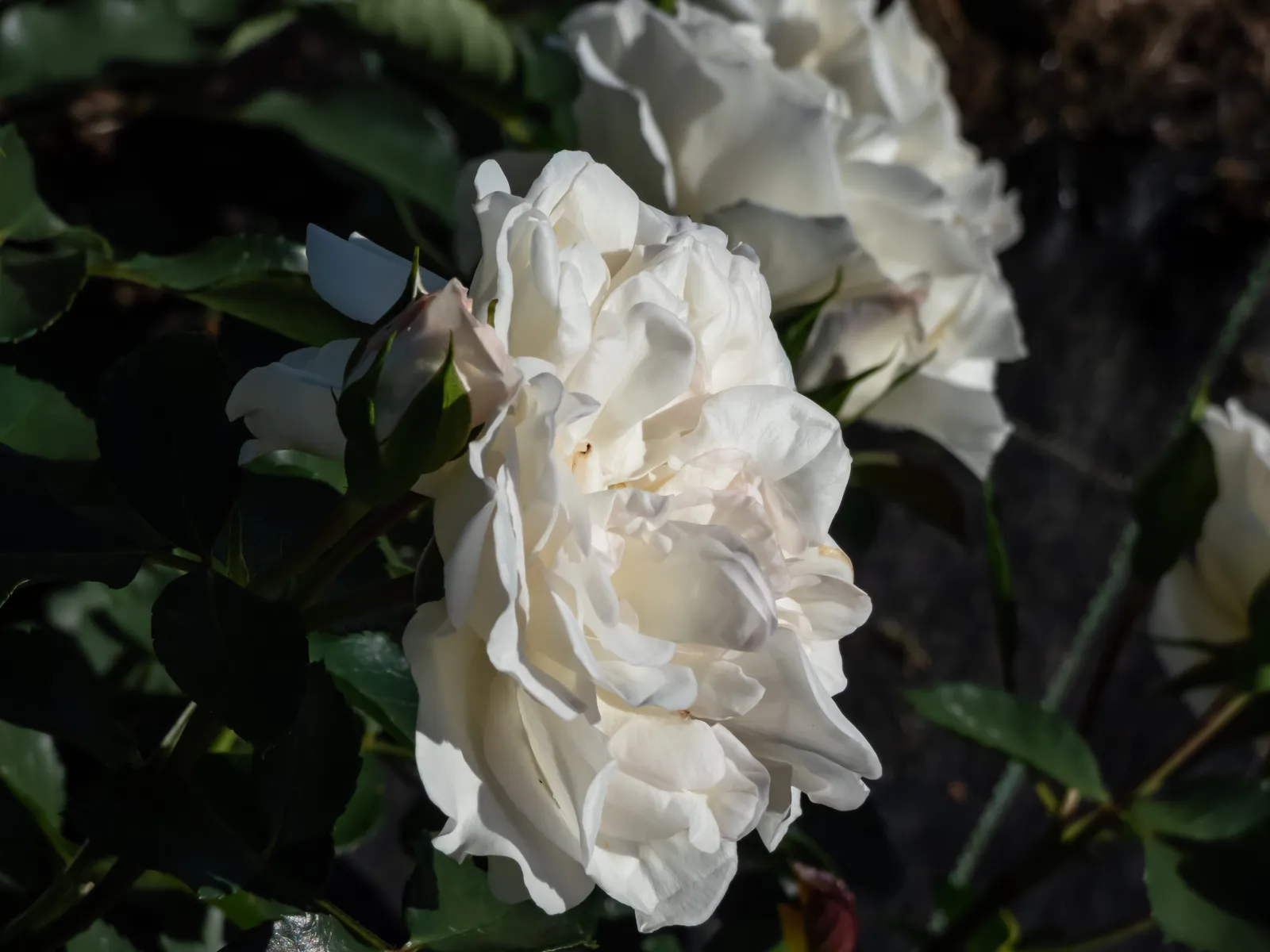 Modern buskros WHITE MEIDILAND® ('Meicoublan') - bild 4