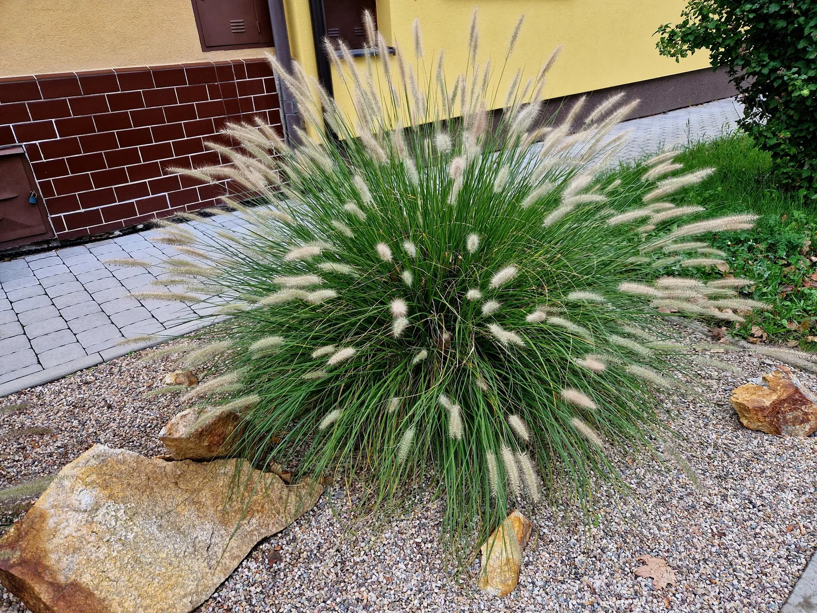 Lampborstgräs 'Hameln', 2L - bild 3