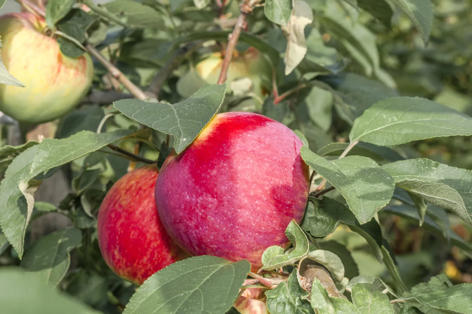 Äpple 'Birgit Bonnier' E - bild 1