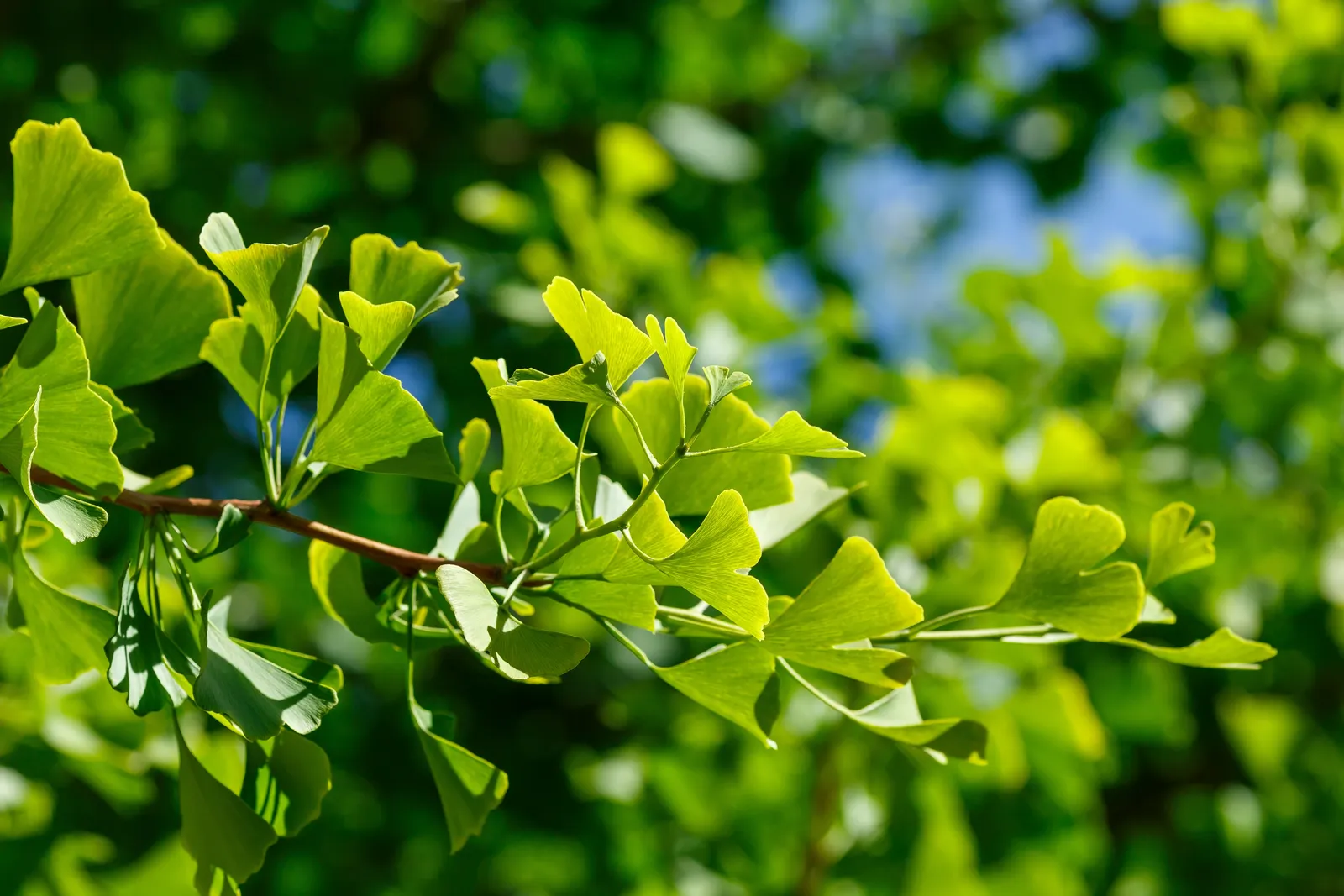 Ginkgo, 60-80 cm - bild 1