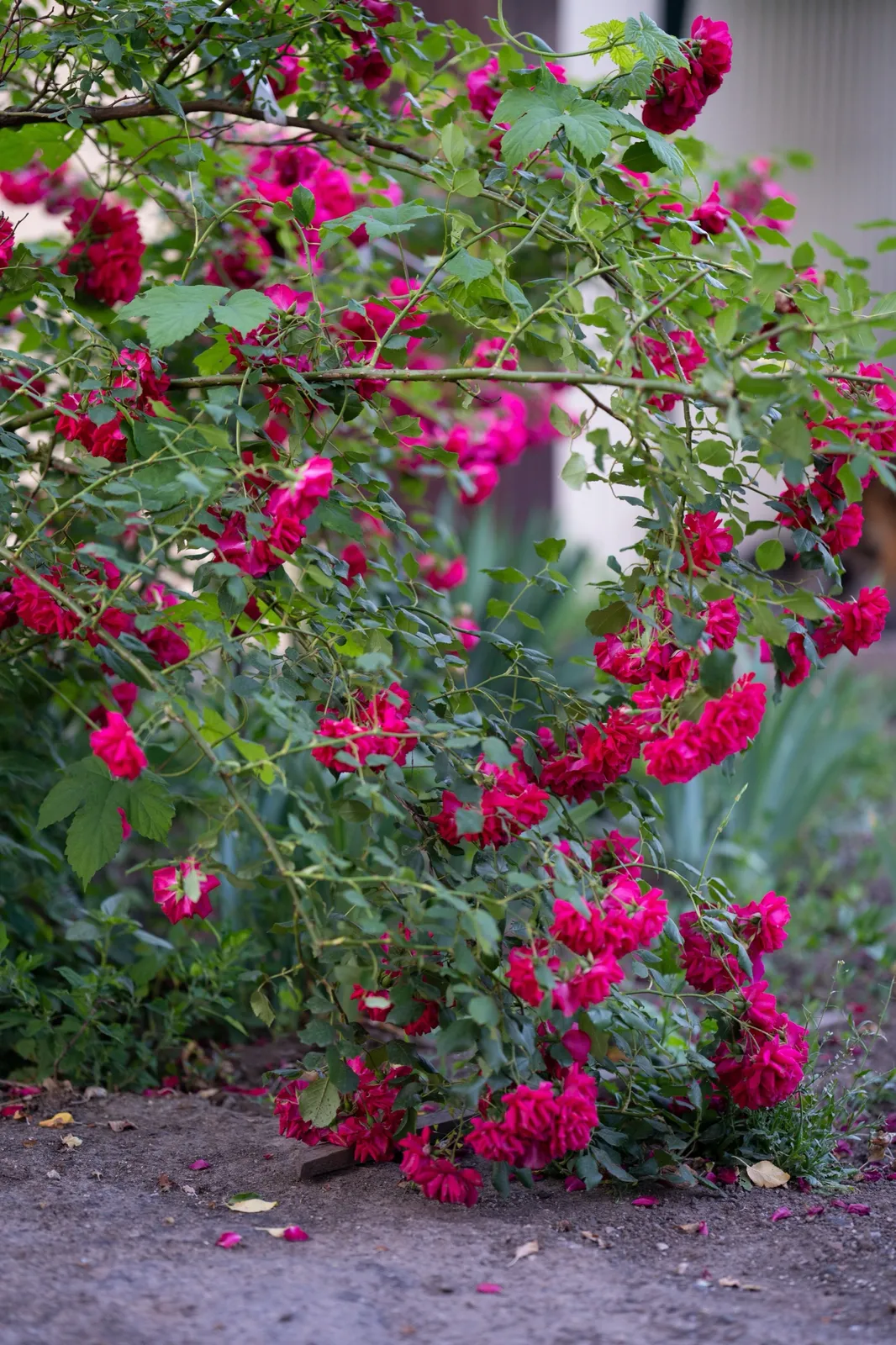 Floribundaros 'Burgundy Iceberg'PBR - bild 6