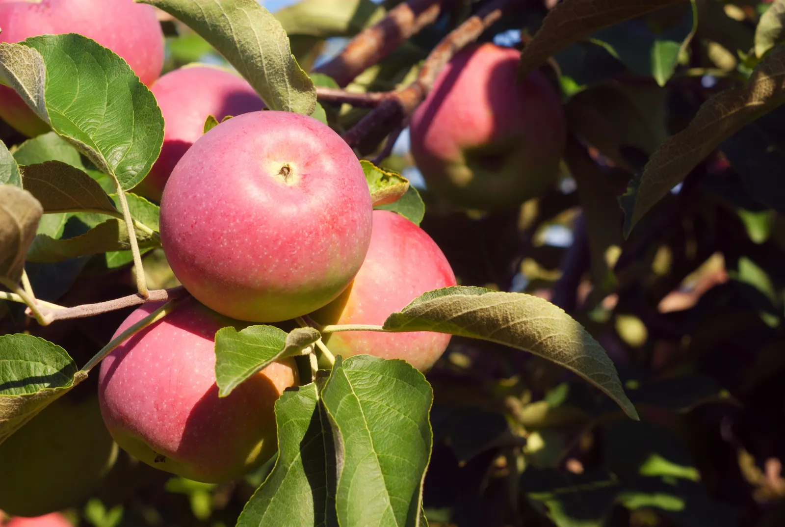 Äpple RÖD MELBA E ('Melred'), svagväxande, B9 - bild 2